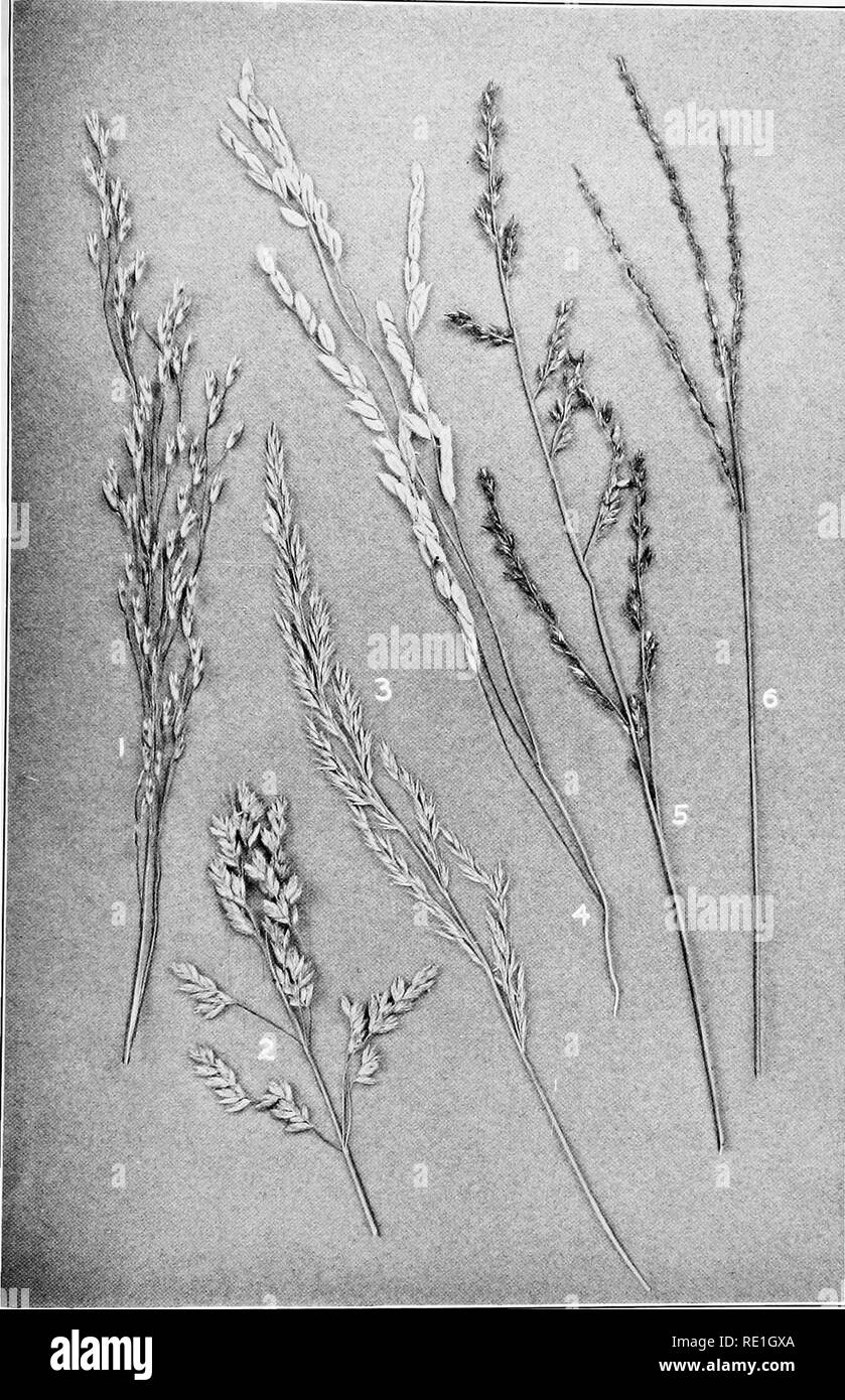 . The plants of Southern New Jersey with especial reference to the flora of the pine barrens and the geographic distribution of the species. Botany. N. J. P PLATE VII.. Original Photo. Nat. size. GRASSES. 1. Deschampsia flexuosa. 4. Homalocenchrus oryzoides. 2. Poa pratensis. 5. Panicum longifolium. 6. Syntherisma filiformis.. Please note that these images are extracted from scanned page images that may have been digitally enhanced for readability - coloration and appearance of these illustrations may not perfectly resemble the original work.. Stone, Witmer, 1866-1939. Trenton, N. J. Stock Photo