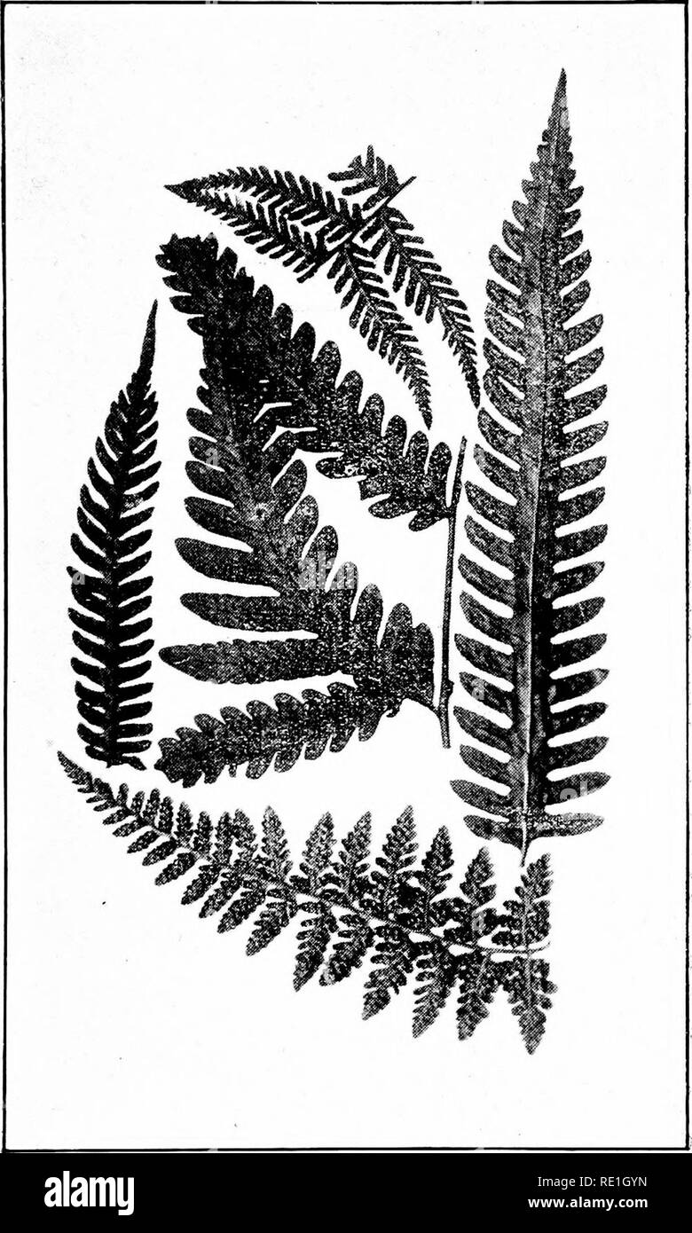 . The ferns of Bombay. Ferns. PLATE XllI Lastrea tenericaulis Bedd., portion of frond. Lastrea calcarata Hook., a pinna. Lastrea syvniatioa'Bedi,, a pinna.. Lastrea dissecta Bedd., portion of frond. Lastrea crenata f^edd., portion of frond. To face page 144. Please note that these images are extracted from scanned page images that may have been digitally enhanced for readability - coloration and appearance of these illustrations may not perfectly resemble the original work.. Blatter, Ethelbert, 1877-1934; Almeida, J. F. d' (Joseph Francis). Bombay, D. B. Taraporevala Sons &amp; Co. Stock Photo