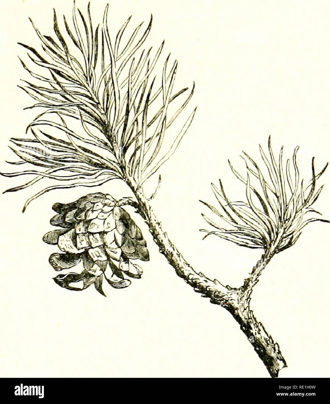 . Flowers of the field. Botany. PINE FAMILY 593 Pine, and the Cluster Pine (P. Pindsler) ; Canada balsam, obtained from Abies halsdmea; Kauri gum and other ^kinds of Dammar or varnish resin, obtained from species of Agalkis in the Southern tiemisphere; the bark of the Hemlock Spruce {Tsiioa canadensis), so largely used in tanning; and the wood of the so-called Pencil Cedars {Juniperus virginidna and /. bermiididiia) are among the other valuable products of tfie Order.. pfxcs S'i-LVfsTRIS {Scots Fir), 1. Pixrs.—Co;;? woody ; 5ca/M persistent. 2. Juniperus.—Coue flesh)-, berry-like. I. PiNus (Pi Stock Photo