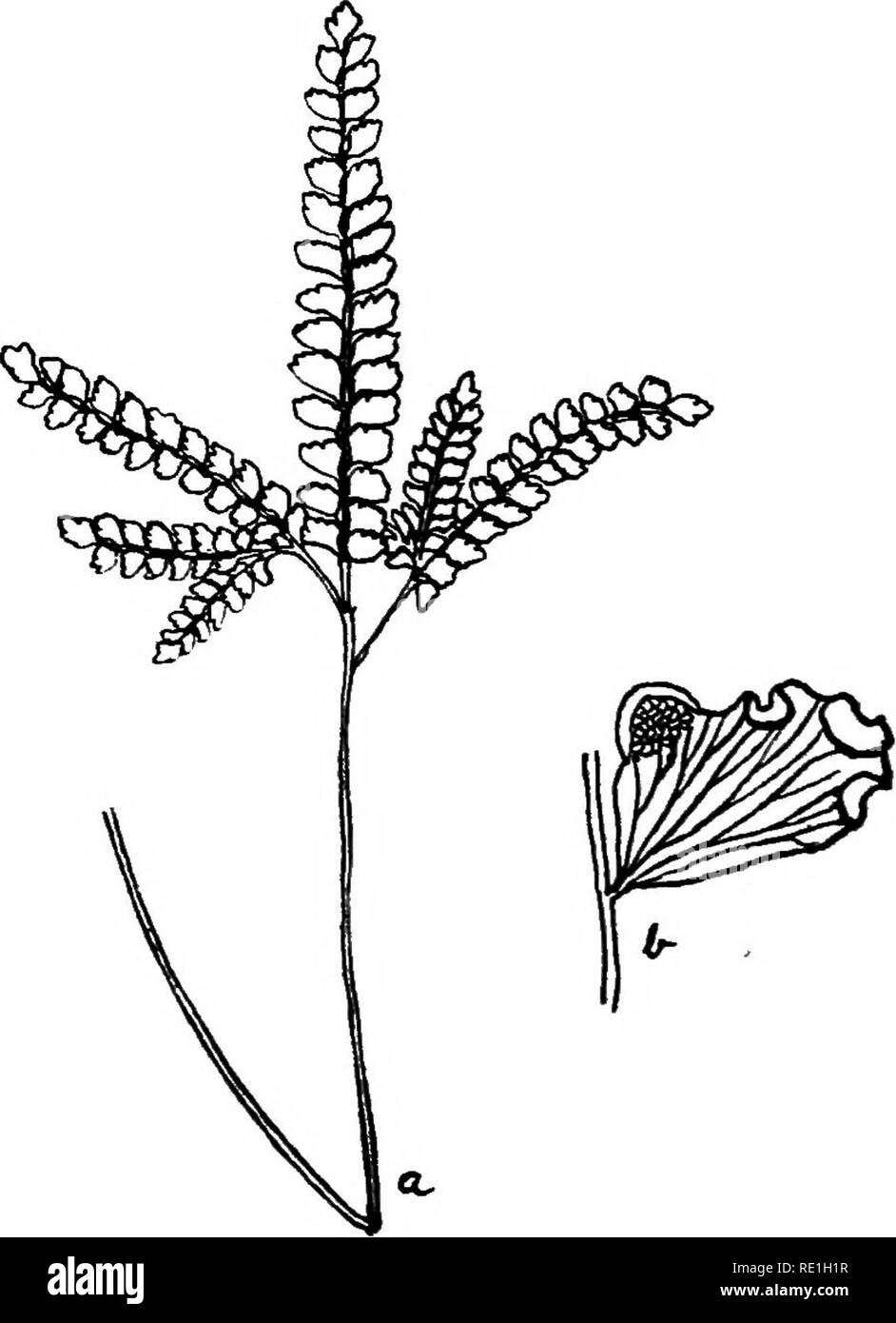 . The ferns of Bombay. Ferns. 76 (a) Frond two-pinnatifid, more or less covered with white or yellow meal beneath.. Fig. 30.—Adiantum hispidulum. {a) Frond ( x} ). (6) Pinnule ( x 3 ). (t) Stipes only scaly. Scales evenly coloured. Indusium entire, even or toothed. I. C. farinosa.. Please note that these images are extracted from scanned page images that may have been digitally enhanced for readability - coloration and appearance of these illustrations may not perfectly resemble the original work.. Blatter, Ethelbert, 1877-1934; Almeida, J. F. d' (Joseph Francis). Bombay, D. B. Taraporevala So Stock Photo