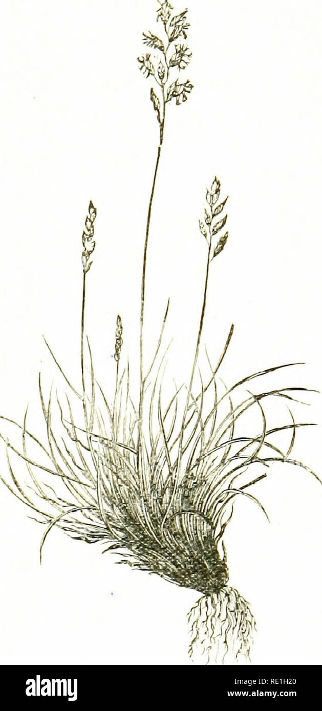 . Flowers of the field. Botany. GRASS FM1LV SS. shorter panicle being more open, with slender ascending branches below ; and the upper emply aluiiie twice as, long as the lower.— Occurs in similar situations more fommonlv,—Fl, June, July. Annual. 5. F. ovina ( Sheep's I'escue).—A densely tufted, glaucous grass 3—24 in. high ; stem slender, 4-angled, rough below the inflorescence ; leaves chiefly radical, subulate, almost cylindric, with 2 - lobed ligules ; panicle rather com- pact, slightly I-sided, —4 in. long, purplish ; spikelets small, 3—6-flowered : floiver- ing glumes mucronate or wit Stock Photo