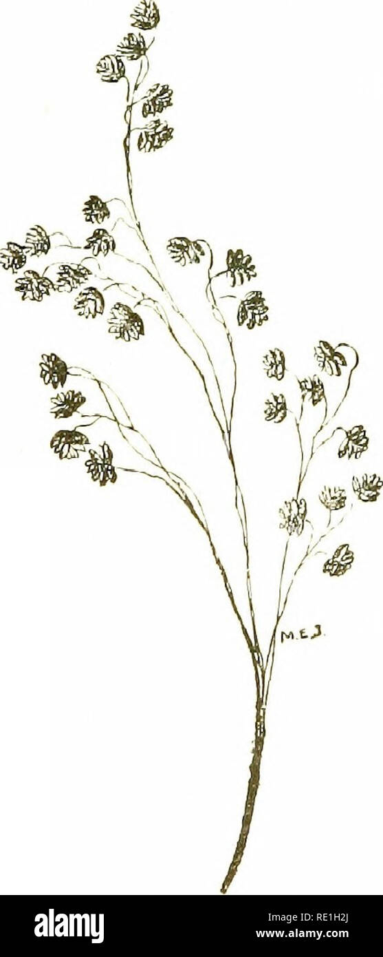 . Flowers of the field. Botany. 574 GRAMINKjE awned just btlow the tip.—Meadows ; abundant. A valuable agricultural grass. (Name from the Gr^ek ddhtiilos, a finger, from the hnger-likc clusters of spikelets.)—Fl. June—August. Perennial. 36. Bri'za ((Quaking- or 'I'otter-grass).—Puinde loo.se, with slender branches ; spikdcts pendulous, short, flat, broad, 3- or more - flowered, unawned ; glumes membranous: boat-shaped, blunt, densely and distichously imbricate. (Name from the Greek briilid, I balance, from the delicately sus- pended spikelets.) I.* B, uuixima (Greatest Quaking- giass), with ,l Stock Photo