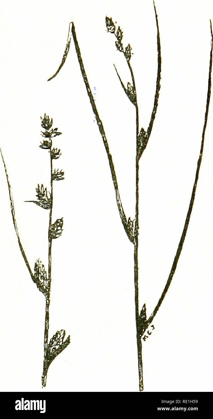 . Flowers of the field. Botany. SEDGE FAMILY cgt much flattened, ovate, beaked, pale.âWet places ; common.âFl. June, July. Perennial. 14. C. vulpinoides, 3.n allied North American species, has been recorded from the banks of the Thames near Kew. 15. C. muncdta (Great Prickly Sedge).âA densely tufted species, with short runners ; stems 1â2 feetJ high, slender, 3- angled, rough ; leaves narrow, flat; spikelels 4'â6, rather short, brown or shining green, with a few staminate flowers at the top of each crowded into a terminal spike about an inch long, or the lower ones distant; fnnt rather large,  Stock Photo