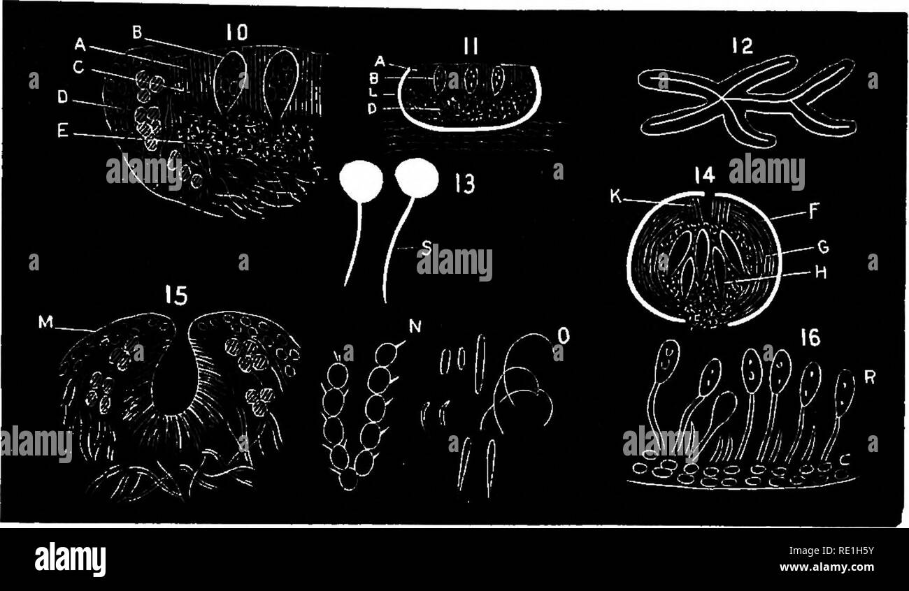 . An introduction to the study of lichens. With a supplement and ten plates. Lichens. 61 Plate 3. Apothecia, Spermogones, and Pycnides.. 10. Tribe 1. 11. Tkibe 2. 12. Tkibe 3. 13. Tkibe 4. 14. Tribe 5. 15. Speemogone, Stekigmas, and Spermatia. 16. Stylospores. A. Hymenium. B. Thekes, C. Paraphyses. D. Thallme Margin. L. Proper do. E. Hypothedum. S. Stipe. F. Peri- thedum. G-. Amphithedum. H. Nucleus. K. Anaphyses. M. Spermogone. N. Sterigmas. 0. Spermatia. Plate 4. Spores. 1. vSlMPLE. 2. TwO-4 PLURILOCHLAR. 3. POLAR-BILOCULAR. 4. Fnsii'ORM, .5. Acicclak. 6. Muriform. a. Theke. B. Colored spore Stock Photo