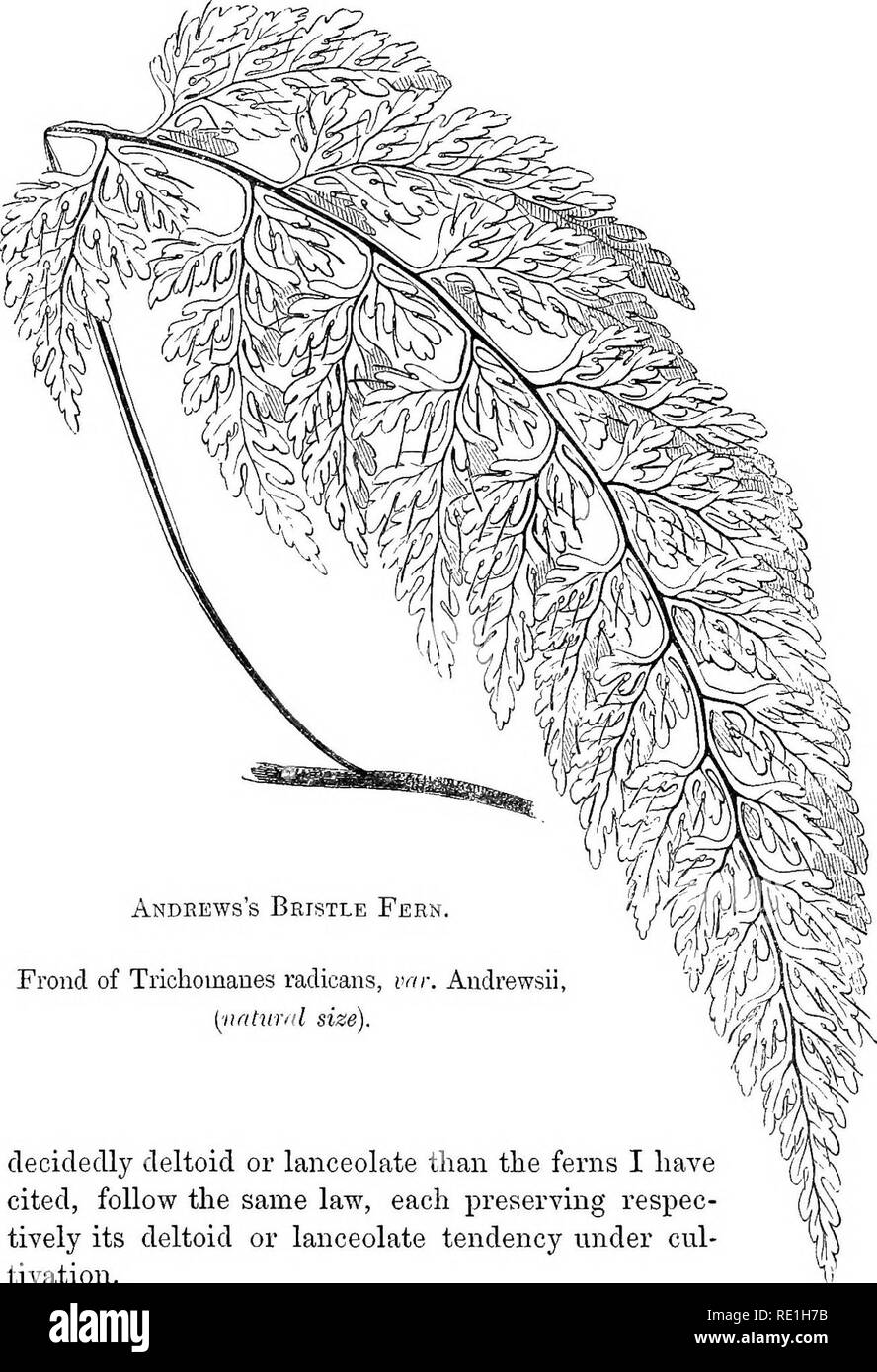 . A history of British ferns. Ferns. 292 BRISTLE PEEN. Halleri, and all the lanceolate Aspleniums, remains unaltered under any condition. Now the two Trichomanes, although less. Andbews's Bristle Fern. Frond of Trichomanes radicans, vnr. Audrewsii, {^natural size). decidedly deltoid or lanceolate than the ferns I have ky cited, follow the same law, each preserving respec- tively its deltoid or lanceolate tendency under cul- tivation. Again, there is a decided difference, as far as I can learn from my limited materials, in the involucres of the two plants. In. Please note that these images ar Stock Photo