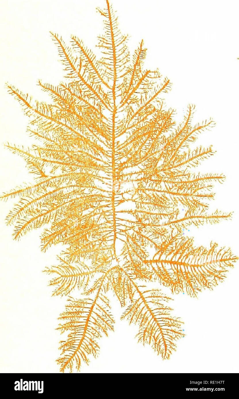 . Sea mosses. A collector's guide and an introduction to the study of marine Algae. Algae. Ptilota plumosa, Ag-. var. serrata. PLATE XVII. Please note that these images are extracted from scanned page images that may have been digitally enhanced for readability - coloration and appearance of these illustrations may not perfectly resemble the original work.. Hervey, A. B. (Alpheus Baker), 1839-1931. Boston, S. E. Cassino Stock Photo