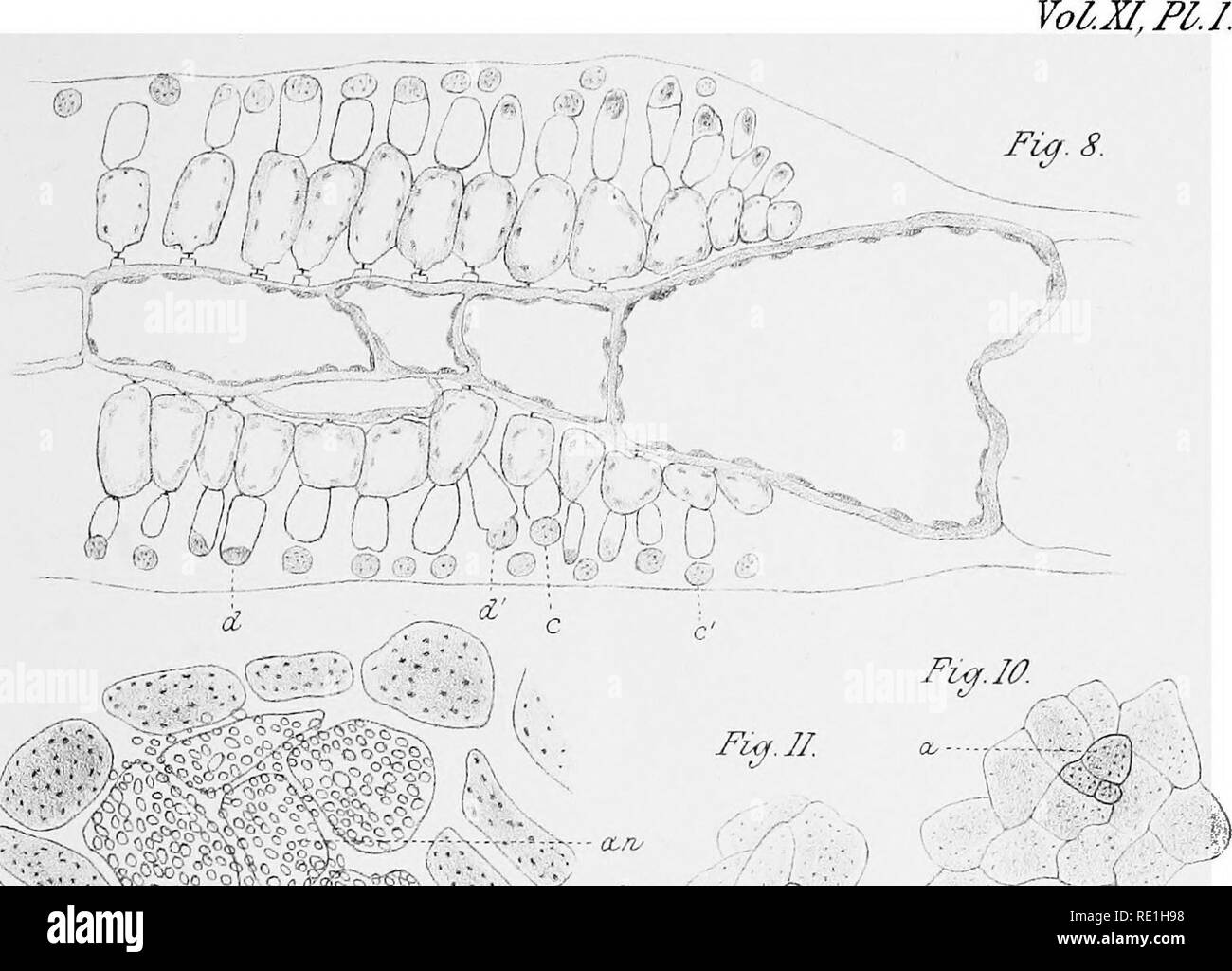 The structure and development of Grinnellia americana, Harv. Algae.  ^T^Tjt?^ ^ /s^ fK.''^M /^Q^. .&quot;^Ta^oi '^^ ^^^.^. u. • y'. Please note  that these images are extracted from scanned page images