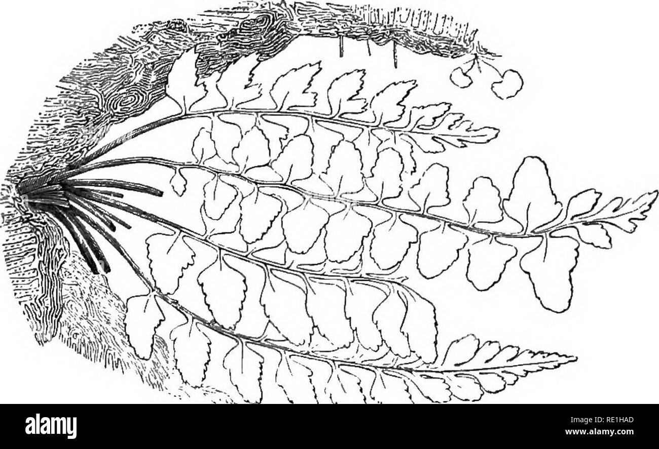 . A history of British ferns. Ferns. ASPLENIUM MAEINUM. 23l. vi'&lt;KP=^ SEA SPLEENWORT, {the Liverpool plant, natural size). Genus.—Asplenium. (See page 219). Species. — Maeinum. Stipes shorter than the frond : frond pinnate : pinn£e attached by a very narrow base, appearing as if stalked, ovate, serrated: clusters of capsules linear, rust- coloured, always separate. Asplenium marinum, Linn. Sp. PI. 1540 ; Light/. Fl. Scot. 664 ; Hiicls. Fl. Ang. 453 ; Bolt. Fil. Brit. 26, t. 15 ; With. Arr. 769 ; Sm. E. F. iv. 307, E. B. 392 ; Mack. Fl. Hih. 341; Franc. 49 ; Newm. N. A. 27, F. 276, Phytol. A Stock Photo