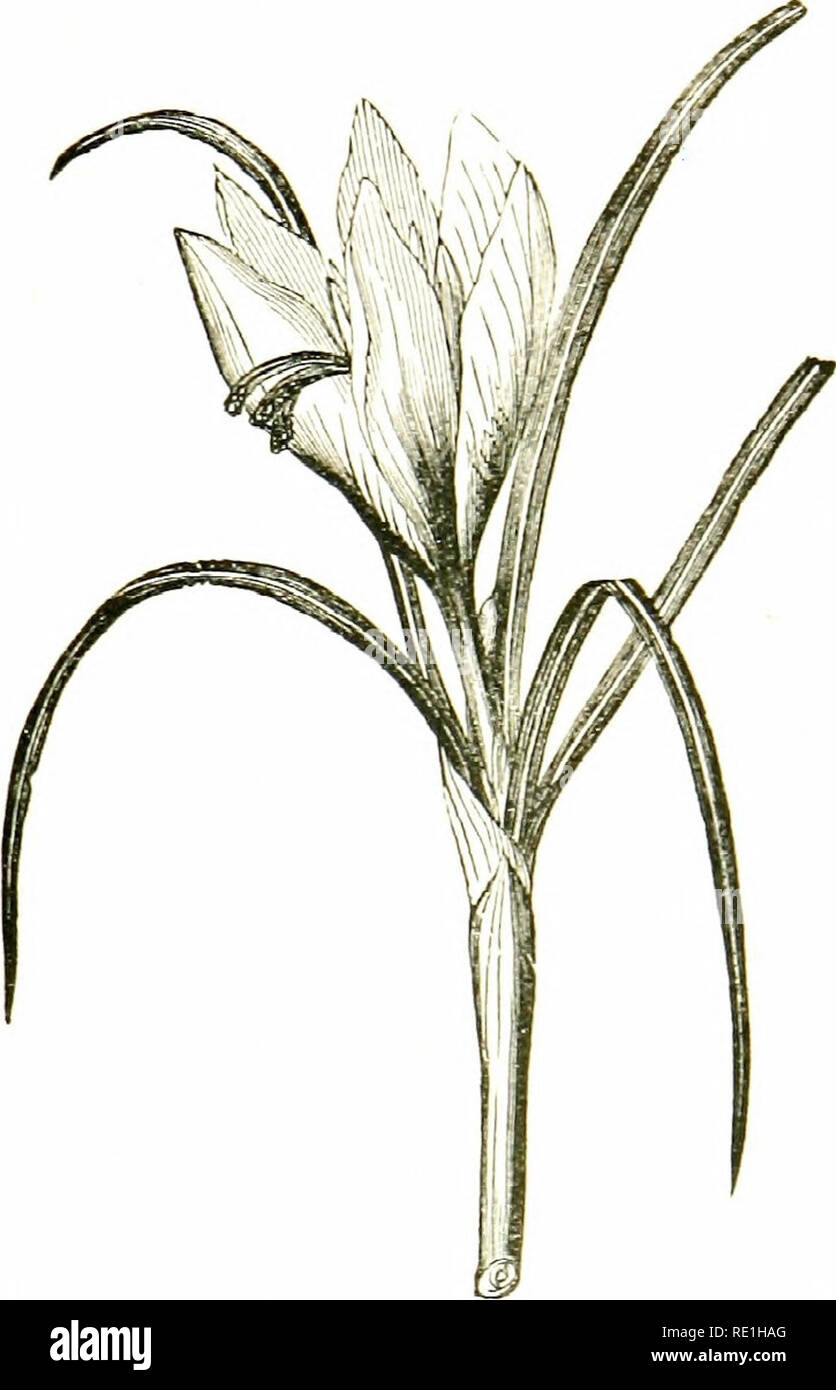 . Flowers of the field. Botany. IRIS FAMILY .;75 few, large, with a niembrarmus S|ialhe : perianlh-tube short ; sepals 3, large, petaloid, stalked, reflexed ; petals 3, .irect, stalked .; style stout, dividing into 3 broad, spreading, petal-like lobes covering the stamens, bifid, with a transverse stigmatic line. (Name from the Greek ins, the rainbow, irom the beautiful colouring of the flowers.). CROCUS OFFICINALIS (Sj//'fVn C?Wns). I. /. fatidissiina (Stinking Iris, Gladden, Rbast-beef Plant).— Stem compressed, with i sharp edge, about y feet high ; leaves weak ; flowers a dull leaden hue or Stock Photo