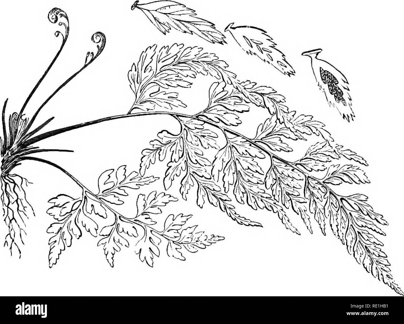 . A history of British ferns. Ferns. ASPLENIUM ADIANTUM-NIGRUM. 225. BLACK SPLEENWOET, (one-half the natural size). Genus.—Asplenium. (See page 219). Species.—Adiantum-nigrtjm. Stipes as long as the frond, dark purple or black at the base: frond elongate-deltoid, pinnate: lowest pair of pinnae always longest; all the pinnse pinnate ; ultimate divisions obtuse : clusters of capsules linear, approxi- mate to the midrib. B^mn^imts, fynm, fe. Asplenium Adiantum-nigrum, Linn. Sp. PI. 1541; Light/. Fl. Scot. 666 ; Huds. Fl. Ang. 454; Bolt. Fil. Brit. 30,1.17, .3; With. Arr. 770 ; Sm. E. F. iv. 310,  Stock Photo