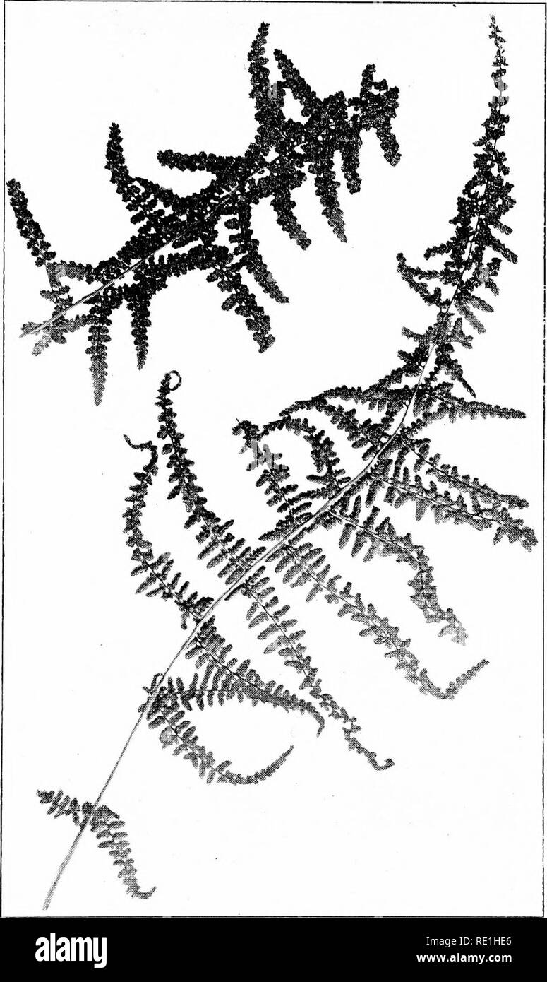 . Fern growing. Fifty years' experience in crossing and cultivation, with a list of the most important varieties and a history of the discovery of multiple parentage, etc.. Ferns; Multiple parentage. FERN GROWING 85 plants sown together. It is more than five thousand to one. Fig. 16.âTruncate form. Fig. 17.â.'cuminate form. Adf/lterinn, the two forms of fronds. MucIt icducecl. against the production of these seven characters, whilst the pro- f4Â£W YOR*V ST.Â«,T6. COLLEGEOF AGP^w^..&quot;&quot;^'!^' CORNELL Ur4iVCH-^'TV â -^.J *.Â» &amp; N. V. Please note that these images are extracted from  Stock Photo