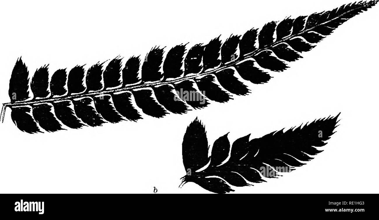 . A history of British ferns. Ferns. 118 WILLDENOW S FEEN. a horizontal to a vertical surface: its habit is weak, flexile, graceful and drooping; a number of fronds issue from the '///W •&quot;&quot;&quot;m, crown of the caudex, and, when uniiiterrupted, spread from a common centre, presenting a very beautiful appearance : the texture of the frond is soft and delicate, its form lanceolate and ]5innate : the pinnae are very numerous, elongate, linear, dis- tinct, often distant, drooping, and j)innate; the pinnules are blunt at the apex, auricled at the base, distinctly stalked and serrated at t Stock Photo