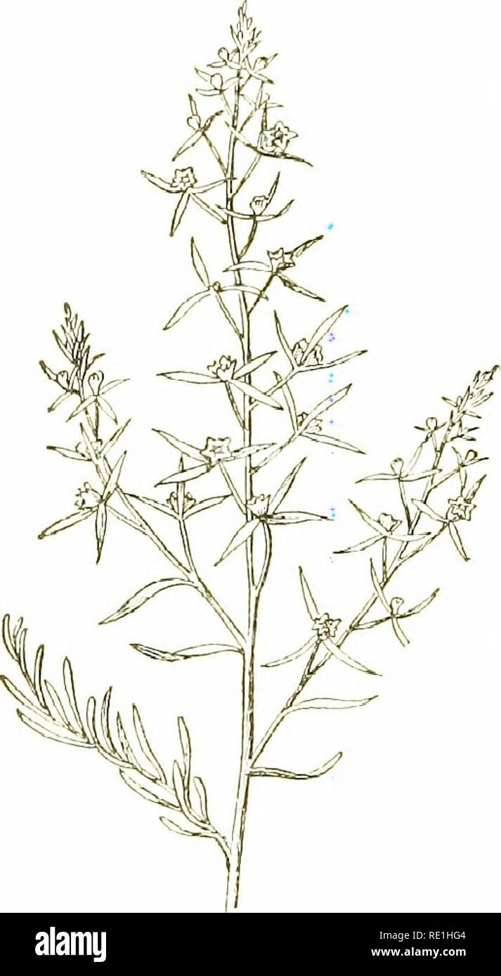 . Flowers of the field. Botany. 434 KMr'KTRACE.E a circle ; linear ...