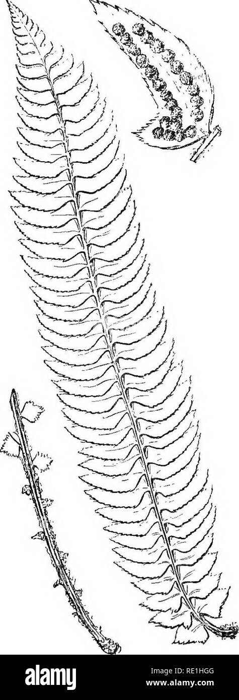 . A history of British ferns. Ferns. 108 HOLLY FERN. T^ the substance thick and leathery, and the entire frond as rigid and prickly as a spike of miniature holly-leaves, so much so, indeed, that the fronds are not to be flattened for the herbarium without considerable dif&amp;culty. The lateral veins are alter- nate and generally three-branched, the anterior branch usually terminating half way between the midvein and margin, the others reaching the margin, but being quite free at their extremity. It should, however, be observed, that the auricle or lobe at the base of each pinna has a formula  Stock Photo