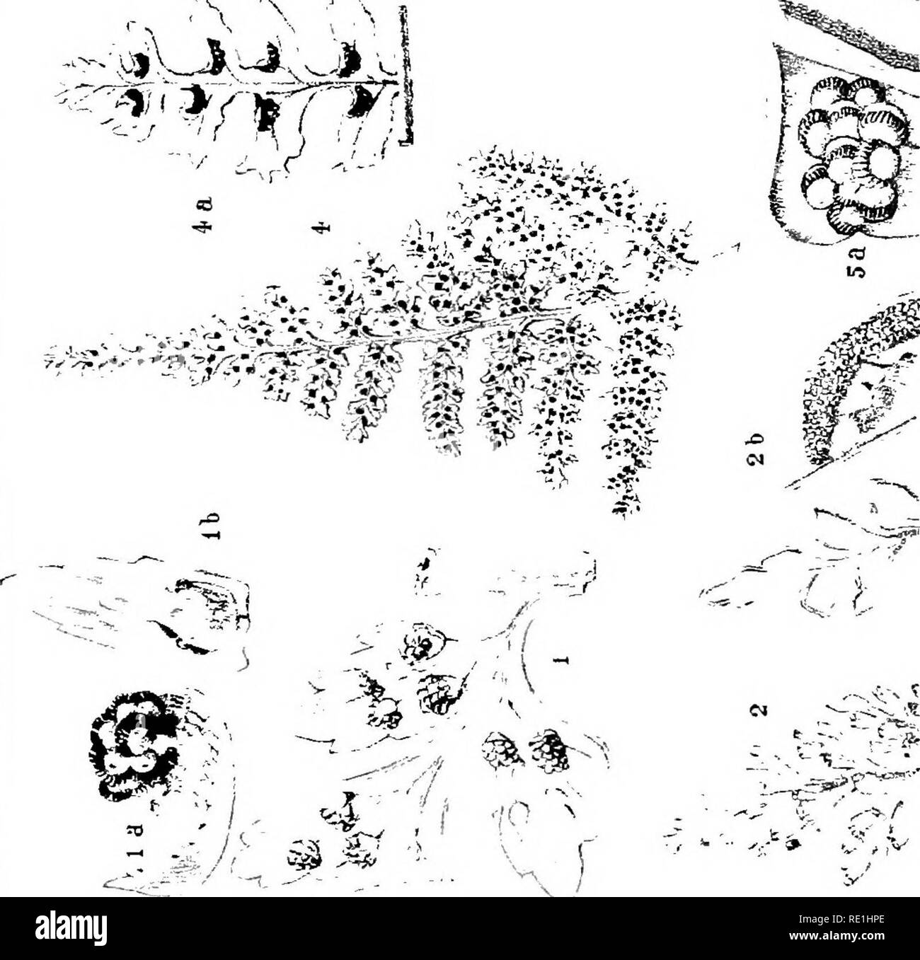 . The ferns and fern allies of New Zealand, with instructions for their collection and hints on their cultivation. Ferns; Pteridophyta. tO ,. Please note that these images are extracted from scanned page images that may have been digitally enhanced for readability - coloration and appearance of these illustrations may not perfectly resemble the original work.. Thompson, George Malcolm, 1848-1933. Melbourne, G. Robertson Stock Photo