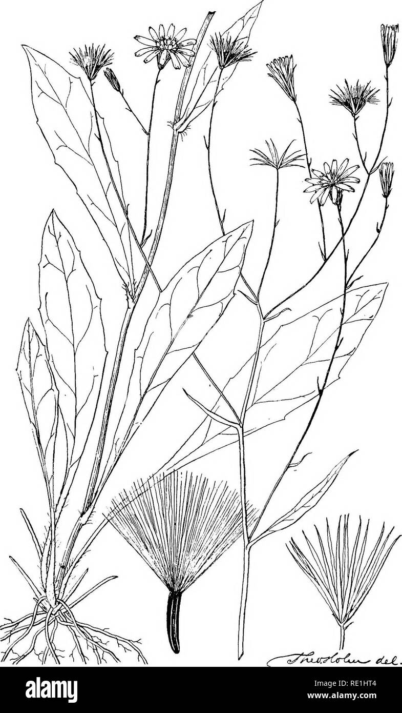 . Plant life of Alabama. An account of the distribution, modes of association, and adaptations of the flora of Alabama, together with a systematic catalogue of the plants growing in the state. Prepared in cooperationwith the Geological Survey of Alabama. Botany. Contr, Nat. Herb., Vol. VI. Plate IX.. HIERACIUM SCRIBNERI SMALL.. Please note that these images are extracted from scanned page images that may have been digitally enhanced for readability - coloration and appearance of these illustrations may not perfectly resemble the original work.. Mohr, Charles Theodore, 1824-1901. Washington, Go Stock Photo