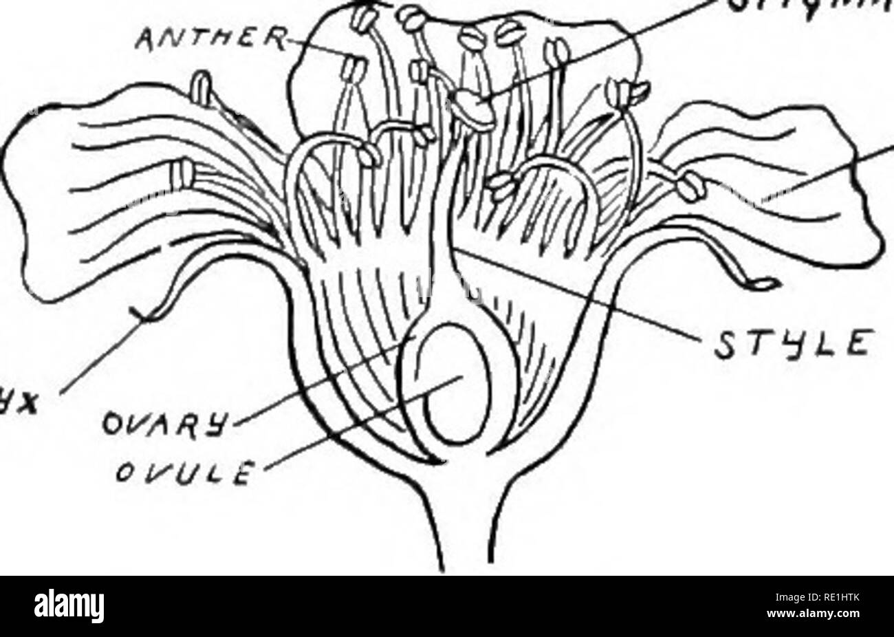 . Experiments with plants. Botany. UOO EXPERIMENTS WITH PLANTS stage as ...