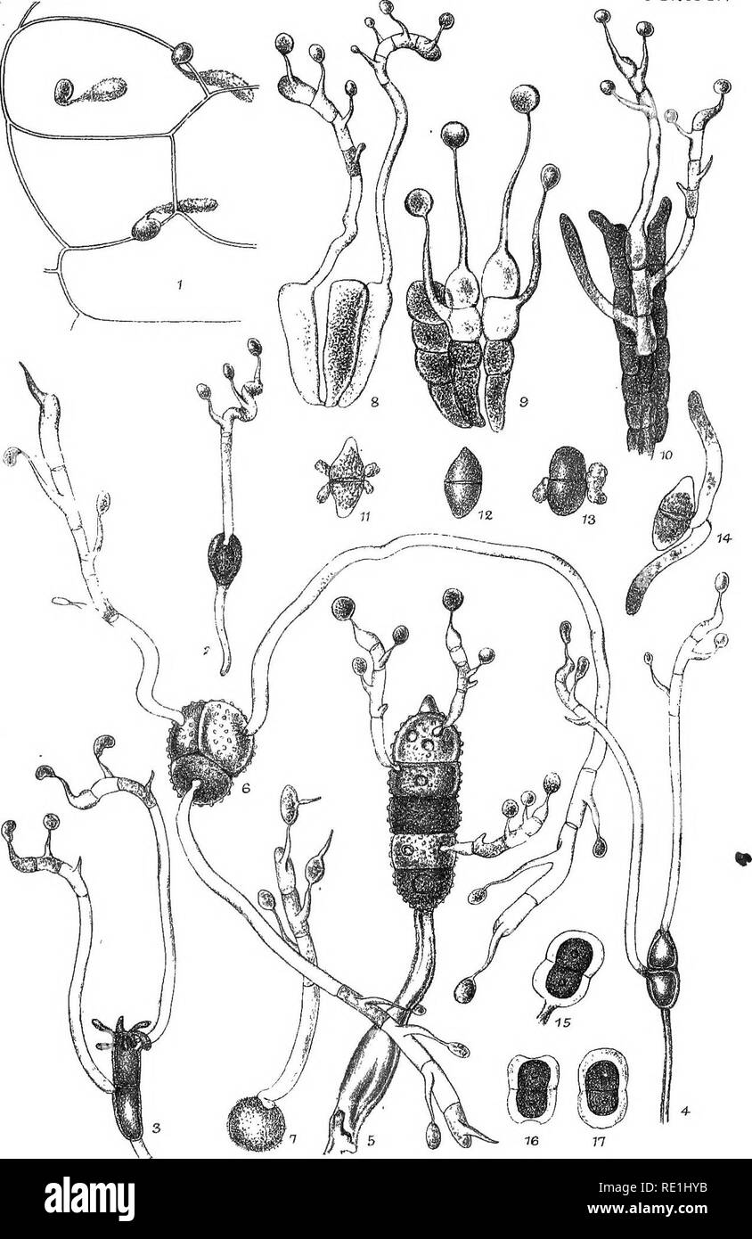 . A monograph of the British Uredineae and Ustilagineae, with an account of their biology including the methods of observing the germination of their spores and of their experimental culture. Smut fungi; Rust fungi; Smut diseases; Fungi. Plate IV,. C.B.P.6U. Weet,WewTixaji&amp;Co lith.. Please note that these images are extracted from scanned page images that may have been digitally enhanced for readability - coloration and appearance of these illustrations may not perfectly resemble the original work.. Plowright, Charles Bagge, 1849-1910. London, Paul, Trench &amp; Co. Stock Photo