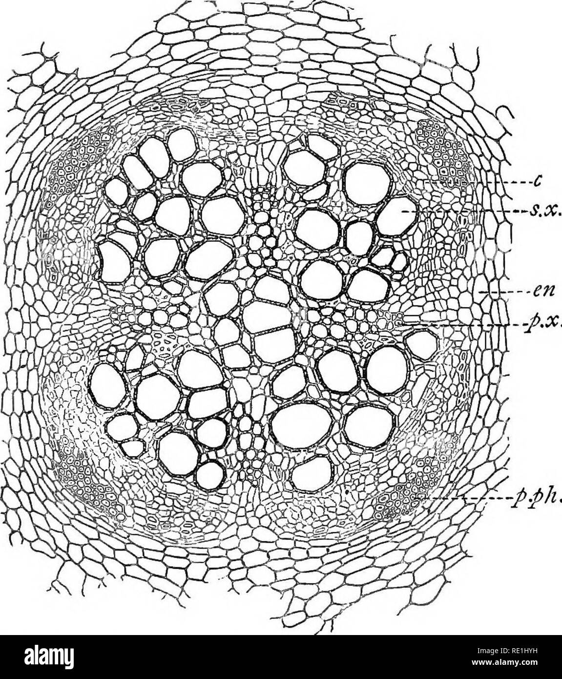 . A manual of botany. Botany. 380 MA>UAL OF BOTANY In Monocotyledons