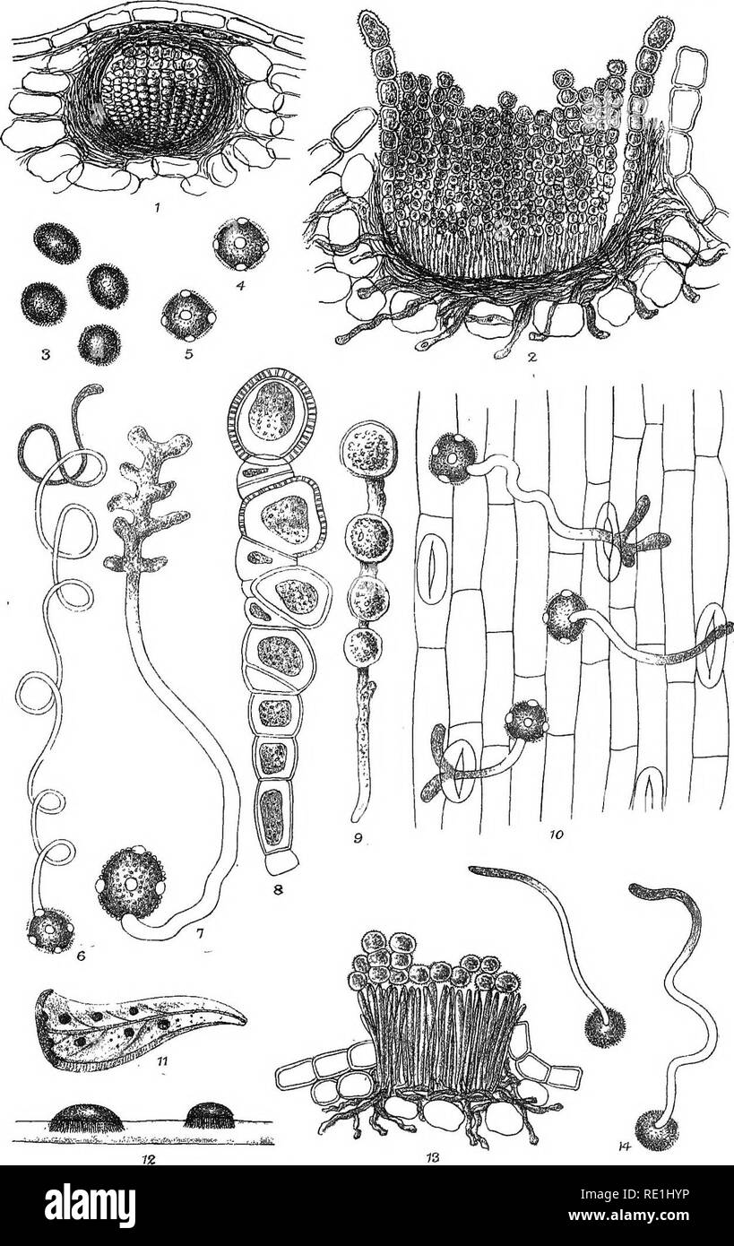 . A monograph of the British Uredineae and Ustilagineae, with an account of their biology including the methods of observing the germination of their spores and of their experimental culture. Smut fungi; Rust fungi; Smut diseases; Fungi. Plate II.. West.'Newmaii&amp;Co. jith.. Please note that these images are extracted from scanned page images that may have been digitally enhanced for readability - coloration and appearance of these illustrations may not perfectly resemble the original work.. Plowright, Charles Bagge, 1849-1910. London, Paul, Trench &amp; Co. Stock Photo