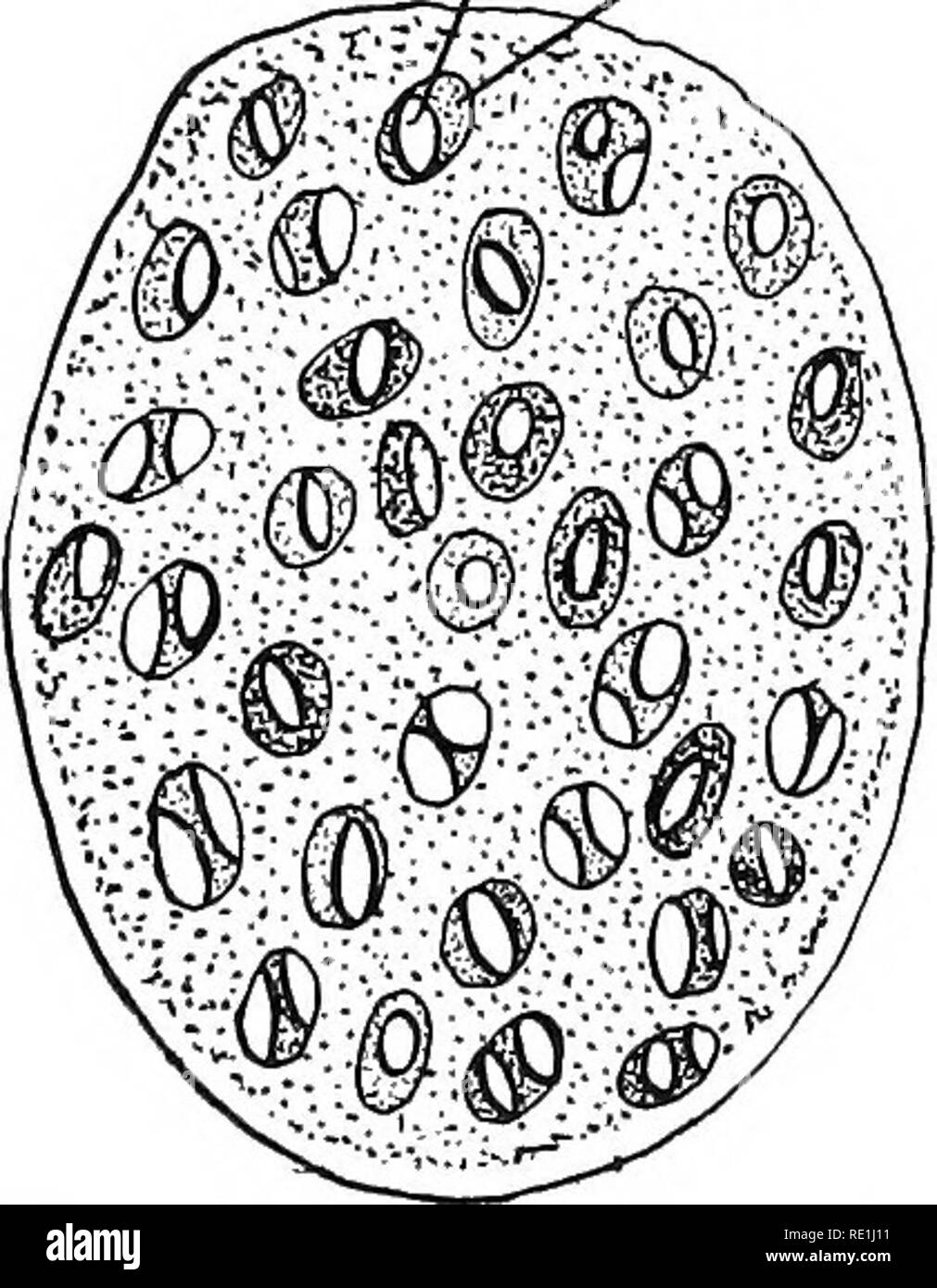 Experiments With Plants Botany 202 Jixprnniments Wits Plants 5 Quot Cus Efficiency In Order To Do Its Work Of Starch Making The Chlorophyll Must Absorb Rapidly Large Quantities Of Carbon Dioxide As Well