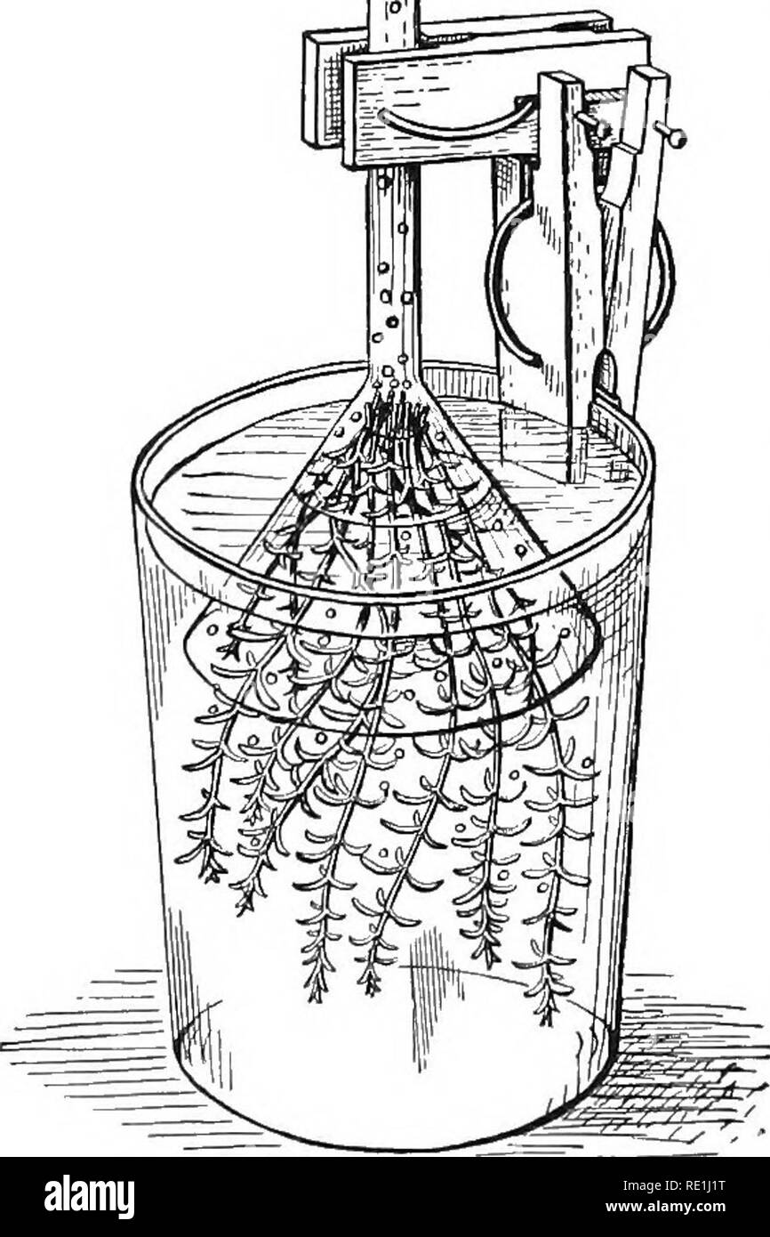 Experiments With Plants Botany 192 Experiments With Plants Morning And Continued Until Near Sundown The Leaf Should Receive Sunshine In The Meanwhile Prolong The Experiment Two Days If Necessary We Then