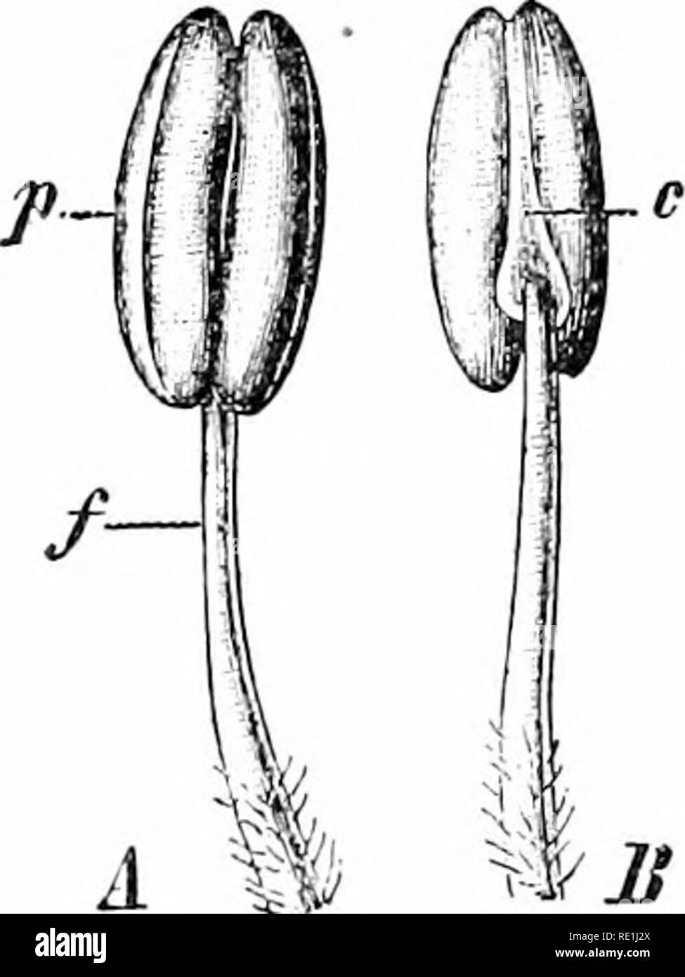 Pollen from wind pollinated flowers hires stock photography and images