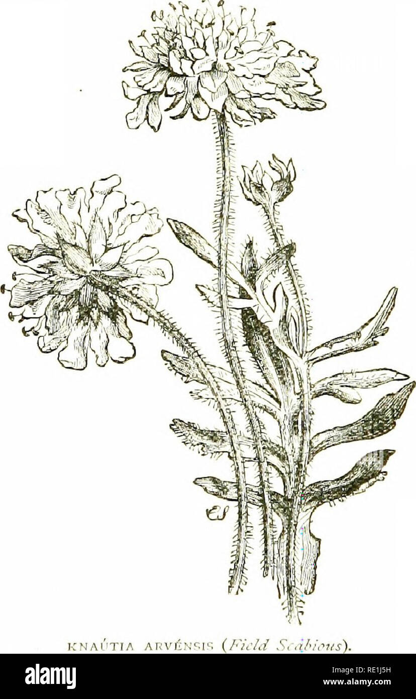 . Flowers of the field. Botany. 245 COMPOSITyE 3. Knautia (Field Scabious).—Perennial herbs, nearly related to Scabiosa ; but distinguished by the heniispherical huhy cominon recepliide : the 4-angled mvolucel; and the 8 —16 deciduous bristles of the calyx. (Named in honour of ( 'hristian Knaut, a Saxon botanist.) 1. K. arvciisis (h'ield Scabious).—A tall, bristly plant, 2—3 feet high, not much branched ; radical lem^es simple ; cauline ones jMnnatifid ; heads large, convex; flowers handsome, lilac, with. K'NAUT7A AT^Vfif; 4dobed corollas, the inner ones nearly symmetrical, the outer larger an Stock Photo