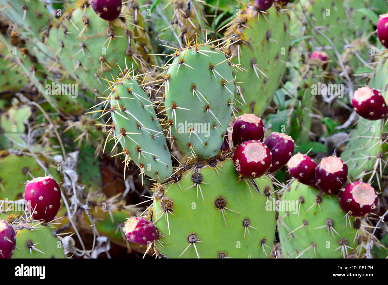 Prickly pear cactus arizona hires stock photography and images Alamy
