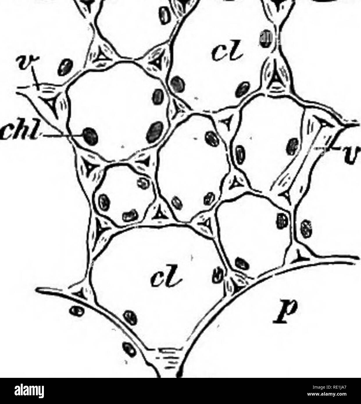 . A manual of botany. Botany. 328 MANUAL OP BOTANY Fig. 702. being known as the piliferoics layer. In the roots of Mono- cotyledons and Cryptogams the true epidermis only persists at the apex, forming as before a many-layered root-cap. The rest of the root bears a piliferous layer, but it is in these cases the external layer of the periblem. The external layer of roots is consequently not a true epi- dermis ; it is generally termed the epiblema. The cells of the dermatogen are somewhat oblong when seen in section, and are usually rich in protoplasm. As they grow older the walls become thickene Stock Photo