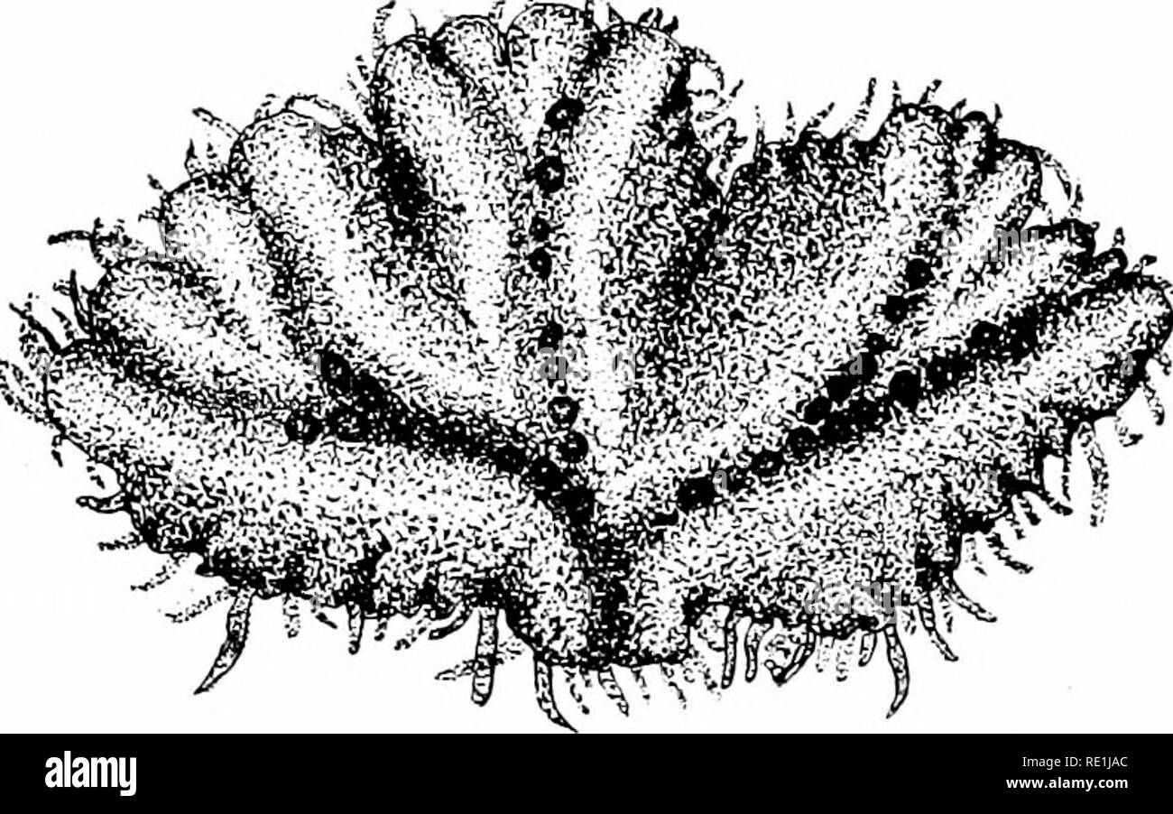 . Plant studies; an elementary botany. Botany. Fig. 280. A very small species of Ricdia, one of the Marchantia forms : A, a group of thallus bodies slightly en- larged ; j5, section of a thallus, show- ing rhizoids and two sporogonia im- bedded and communicating with the outside by tubular passages in the thallus.—After Stbasburger.. Fig. 381. Bicciocarpus, a Marchantia form, showing numerous rhizoids from ventral surface, the dichotomous branching, and the position of the sporogonia on the dorsal surface along the &quot; midribs.&quot;—Goldberger.. Please note that these images are extracted  Stock Photo