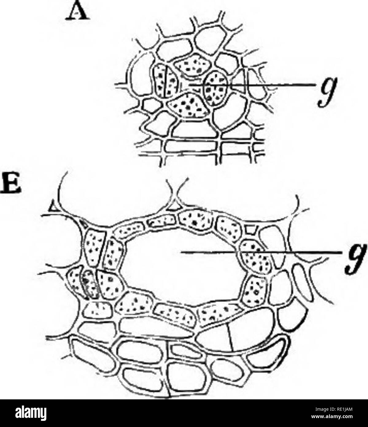 . A manual of botany. Botany. Fig. 700. Fi(i. 699. DeTelopment of ...