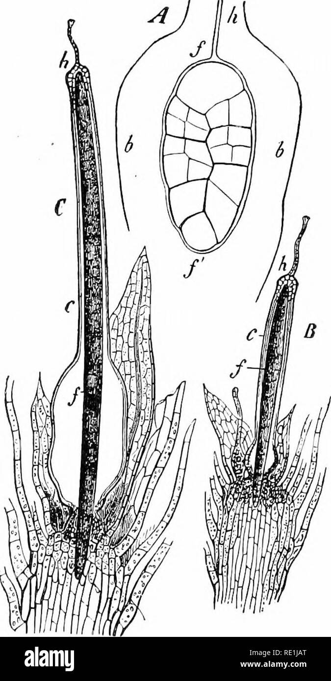 . Plant studies; an elementary botany. Botany. 306 PLANT STUDIES of the capsule like a loose which sooner or later falls cap off. or hood (Fig. 276, c), As stated before, the mature structure developed from the oospore or egg is called a sporogoni- um, a form of sporo- phyte peculiar to the Bryophytes. 201. The sporogoni- um.—In its fullest de- velopment the sporogo- nium is differentiated into the three regions, foot, seta, and capsule (Fig. 276); but in some forms the seta may be lacking, and in others the foot also, the sporo- gonium in this last case being only the capsule or spore case, w Stock Photo