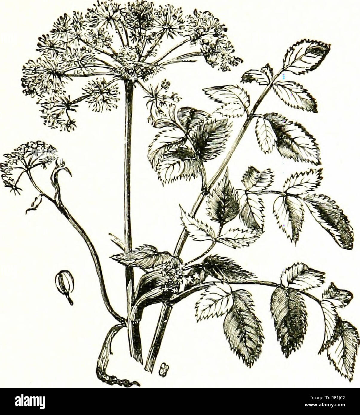 . Flowers of the field. Botany. PARSLEY FAMILY 219 32. Skli'ntim