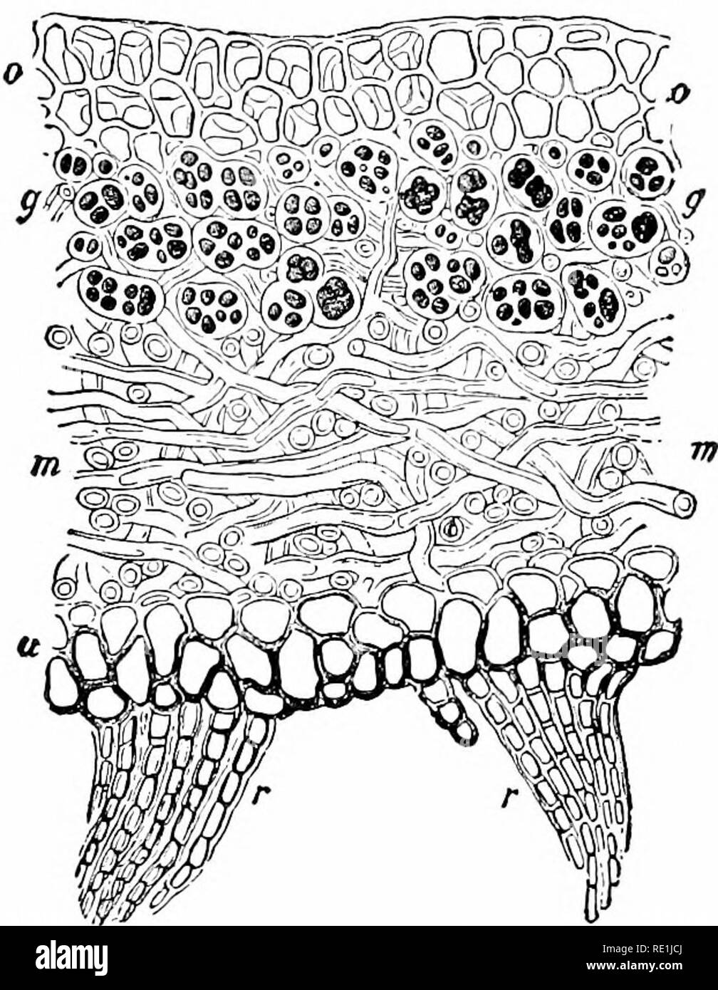 . Plant studies; an elementary botany. Botany. 206 PLANT STUDIES If a Lichen be sectioned, the relation between the sym- bionts will be seen (Fig. 272). The fungus makes the bulk of the body with its interwoven mycelial threads, in the meshes of which lie the Algse, sometimes scattered, some-. Fig.272. Section through thallus of a lichen (Sticta), showing holdfasts (r), lower (w) and upper (o) surfaces, fungus hyphse (m), and enmeshed algse (g).—After Sachs. times massed. It is these enmeshed Alga?, showing through the transparent mycelium, that give the greenish tint to the Lichen. In the cas Stock Photo