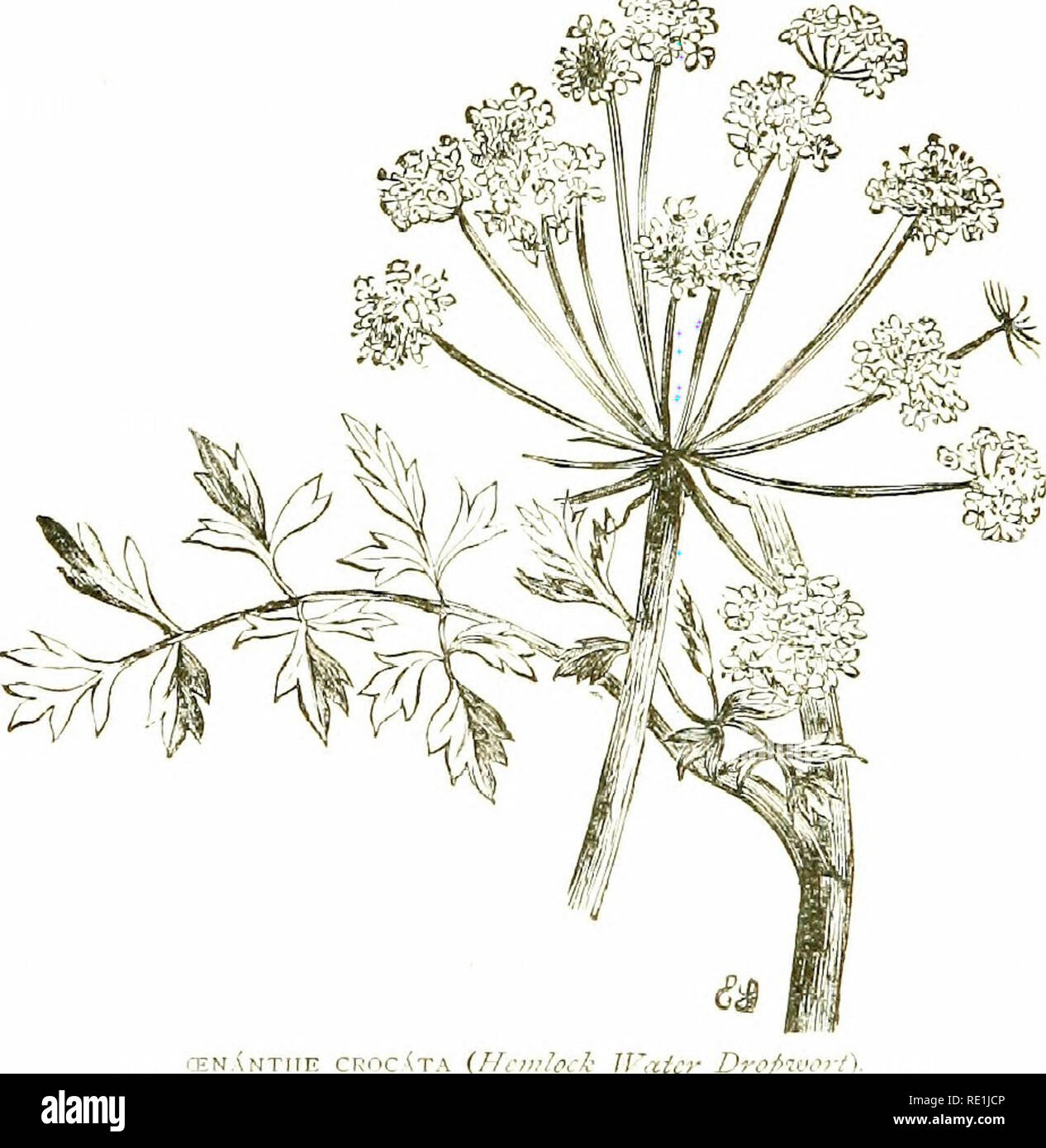 . Flowers of the field. Botany. 2l6 UlMBELLfFER/E those in the middle of the umbel without the corky base.— Marshes, chiefly in the south-east.—Fl. Jijne, July. Perennial. 4. ffi. Larhendlit ( Parsley Water-Dropwort ). — Root-fibres flesh)-, but not tuberous ; radical leaves bjpinnate, bluntly lobed, soon withering ; aniline leaves with linear acute leaflets ; secondary mnbels distinct, spherical; fruit without acorky base,—Marshes ; common.—Fl. July —September. PerenOjal- c,. CE. croidla (Hemlock Water-Dropwort),—A large, stout. rENMTIIK CRncirA {HrirJock ]t^aic&gt;- D'-oplk plant, 3—5 feet  Stock Photo