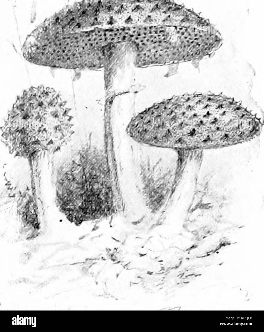. Plant studies; an elementary botany. Botany. jj.,.. . / Fig.262. The common edible Boletus (B. edu- lis), in which the gills are replaced by pores.—Alter Gibson.. Fig. 263. Another edible Boletus (B. stro- bilaceus).—After Gibson. Mwm -' ^ Fig.204. Tue common euible &quot;coral fun- gus&quot; (Clavaria).—After Gibson.. Please note that these images are extracted from scanned page images that may have been digitally enhanced for readability - coloration and appearance of these illustrations may not perfectly resemble the original work.. Coulter, John Merle, 1851-1928. New York, D. Appleton an Stock Photo