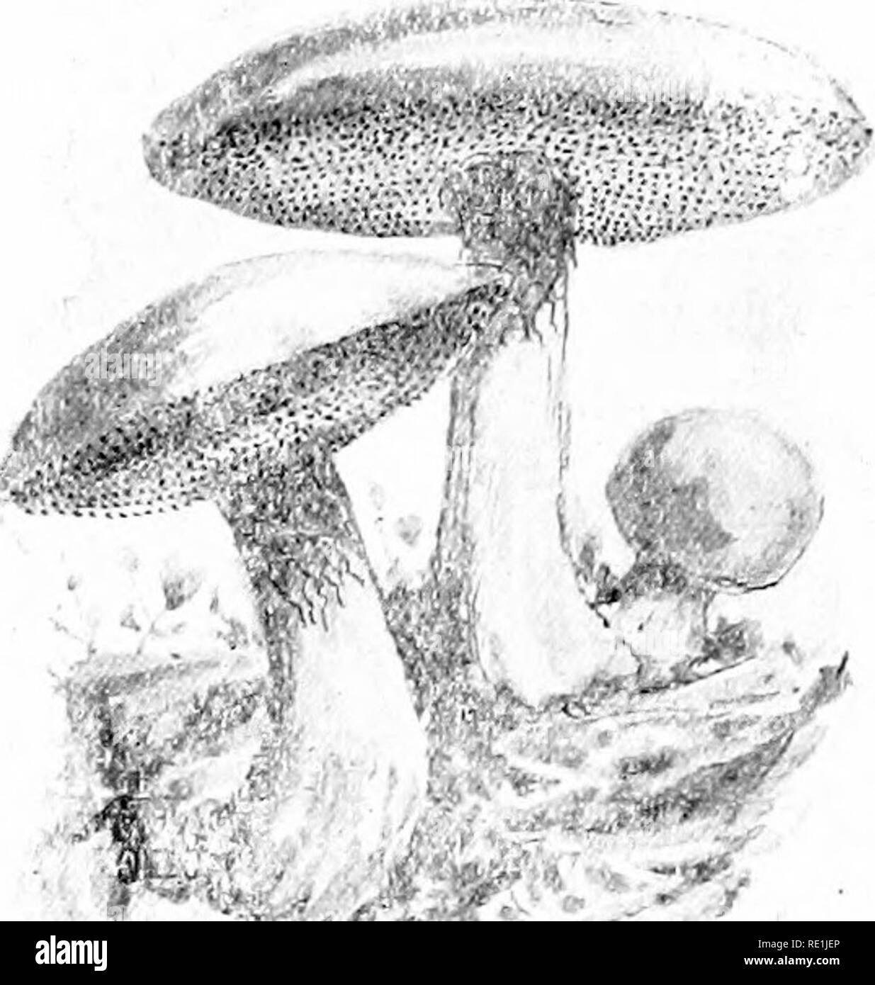 . Plant studies; an elementary botany. Botany. jj.,.. . / Fig.262. The common edible Boletus (B. edu- lis), in which the gills are replaced by pores.—Alter Gibson.. Please note that these images are extracted from scanned page images that may have been digitally enhanced for readability - coloration and appearance of these illustrations may not perfectly resemble the original work.. Coulter, John Merle, 1851-1928. New York, D. Appleton and Company Stock Photo