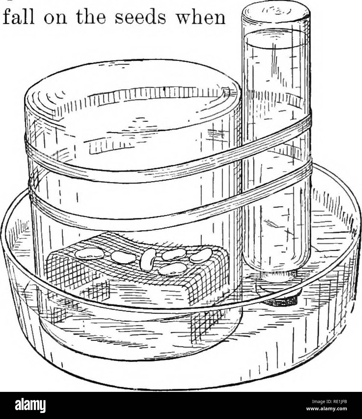 Experiments with plants. Botany. 26. Another method of keeping seeds in a  saturated atmosphere. The question may be raised, Can seeds absorb enough  water from moist air alone to enable them
