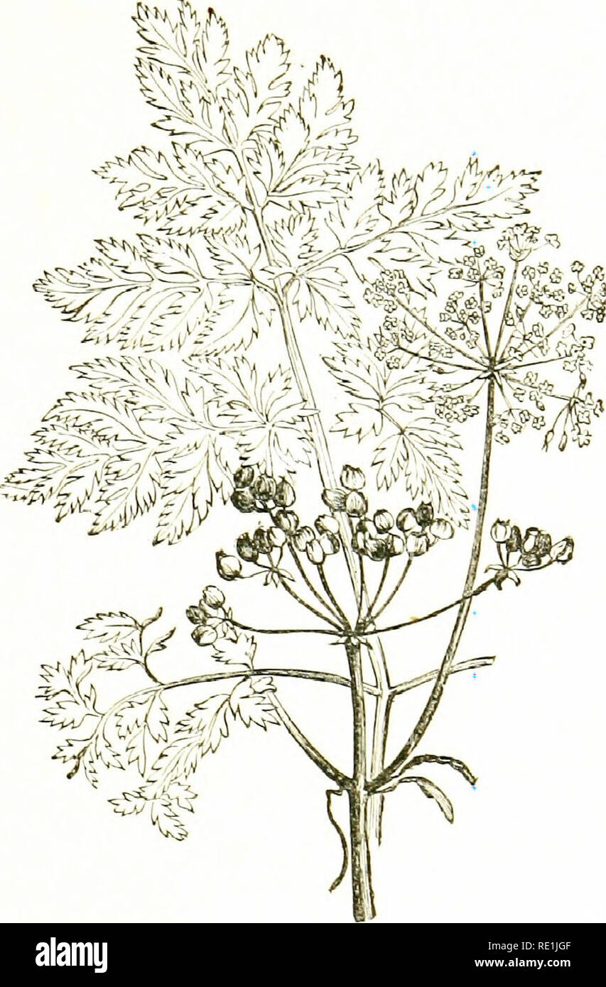 . Flowers of the field. Botany. PARSLEY FAMILY 20I I. C. maaildtum