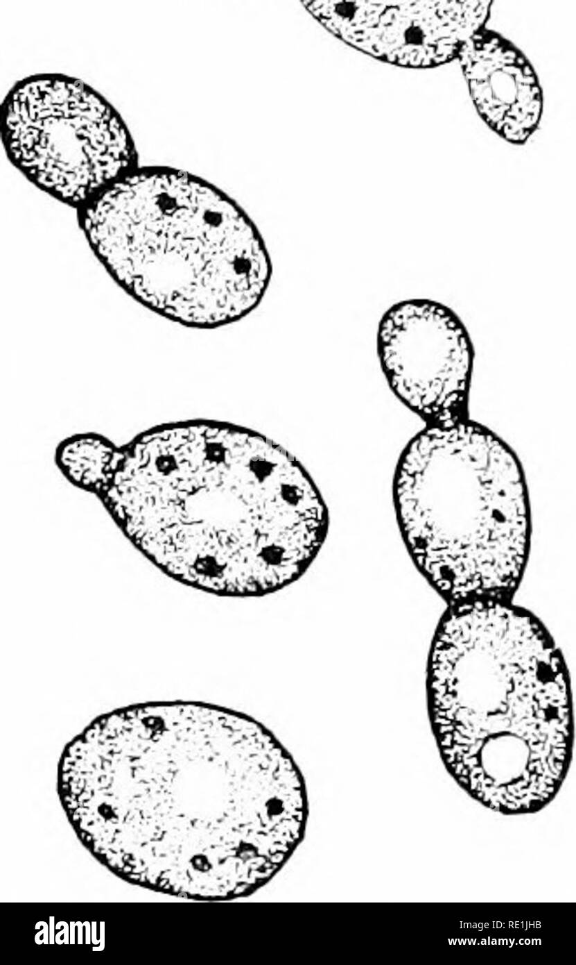 . Plant studies; an elementary botany. Botany. Fig. 247. The common edible morel Olorchella esculenta). The structure shown and used represents the aecocarp, the depressions of whose surface are lined with asci contain- ing ascospores.—After Gibson. Fig. 348. Yeast cells, repro- ducing by budding, and forming chains.—Land. The &quot; yeast cells &quot; seem to be conidia having a peculiar bud- ding method of multiplication, and the remarkable power of exciting alcoholic fermentation in sugary solutions. 3. iEciDioiiYCETES (+Ecidium-Fungi) 186. General characters.—This is a large group of very  Stock Photo