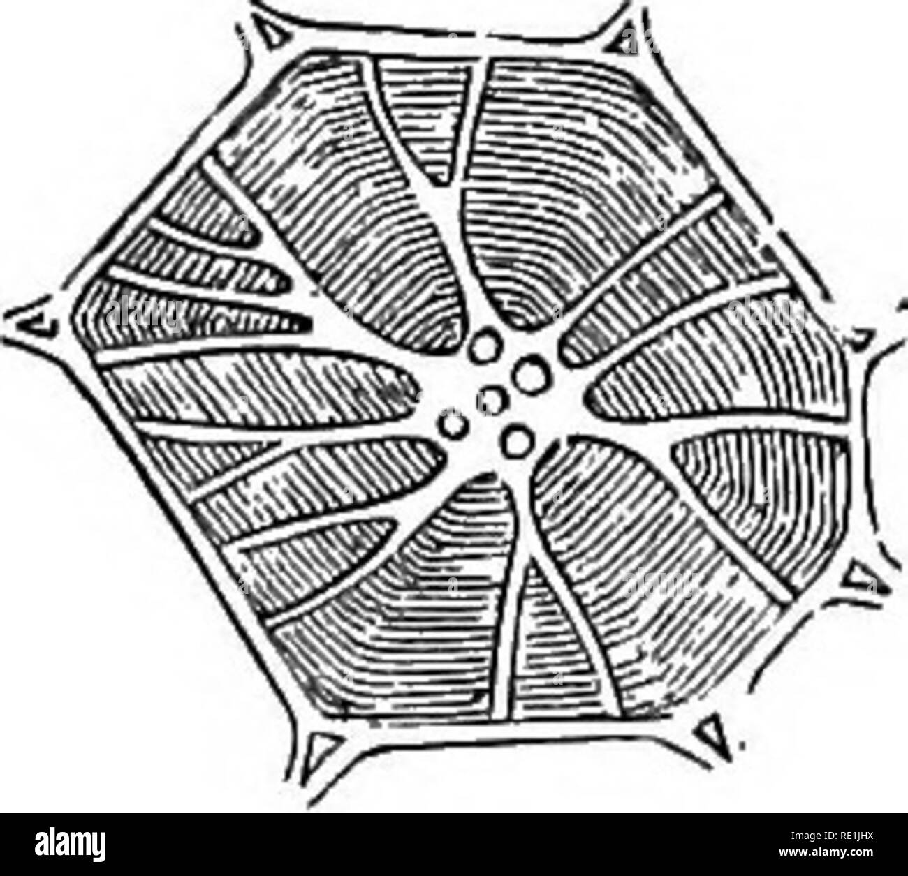 . A manual of botany. Botany. Fig. 626. Fig. 622. Elongated fusiform cells. Fig. 623. Pibrilliform cells (Iiypha'). Fig. 624. Transverse section of a thick-walled cell of the pith of Hoya carnosa. Prom TouMolil. Fig. 626. Thick-walled cells fromthefruit of a Palm, a, a. Cell-walls, h, b. Concentric layers of thickening, c. Canals extending from the central cavity to the inside of the wall of the cell. d. Cavity of the cell, e, e. External dotted appearance. Prom Unger. Fin. 826. Striated fibres from bast of Lime tree. Of those cells, which are extended in length or verticall,^', we have such f Stock Photo