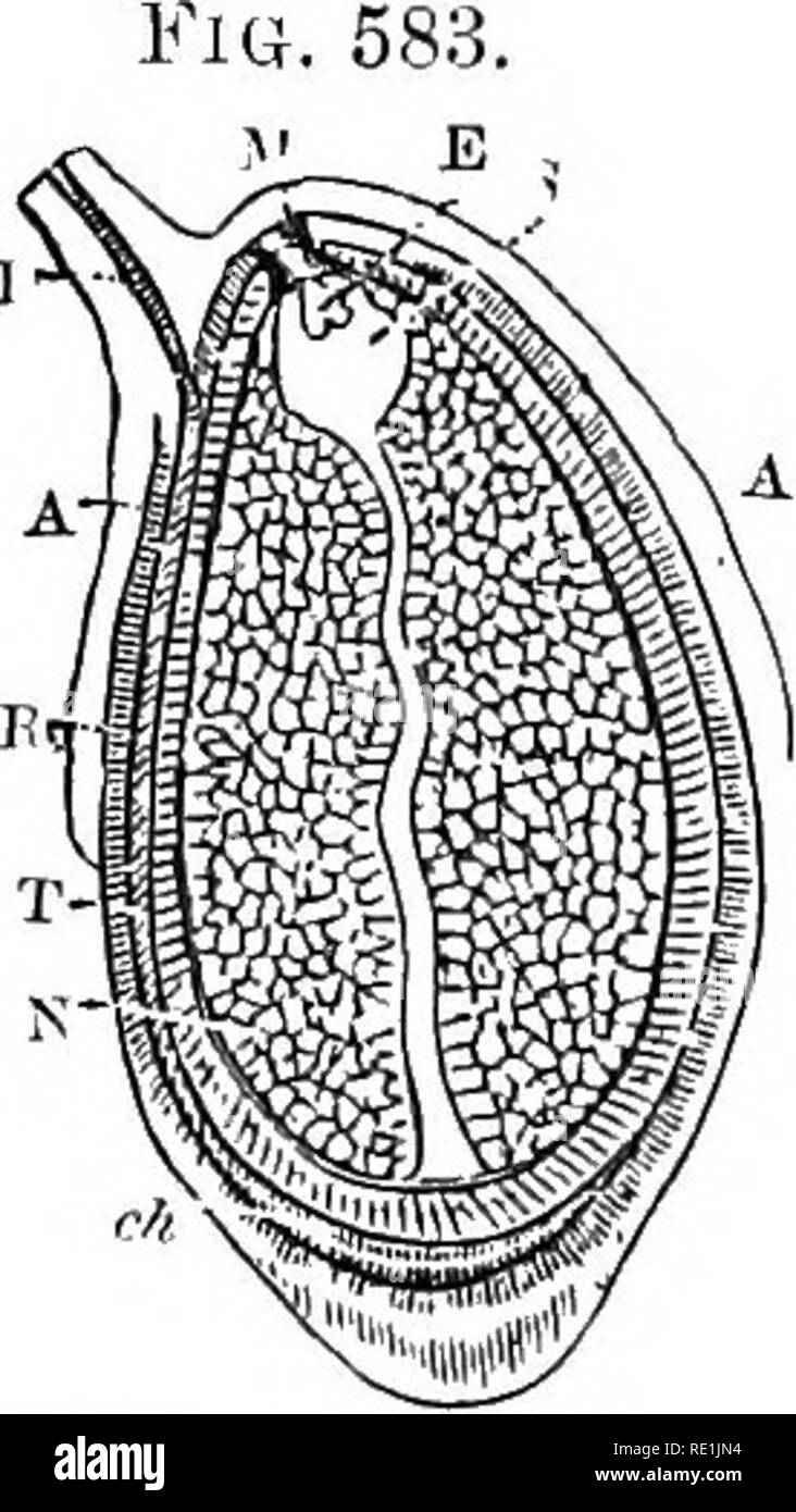 . A manual of botany. Botany. Fig. 581. Marginate or bordered seed of Sandwort (^Armarta). Fi'j. 582. Comose oval seed of Asclepias. Ful. 583. Toung anatropous seed of the White Water-lily {Nymphtea alba) cut vertically. F. Funiculus. A, A. Gelatinous aril. t. Integuments of the seed. N. Nucellus. il. Raphe. ch. Chalaza. M. Micropyle. s. Embryo-sac. E. Rudimentary embryo. at other times it lies in a furrow formed in the substance of the testa, so that the surface of the seed is smooth, and no evidence is afforded externally of its position. The testa is also usually marked externally by a scar Stock Photo