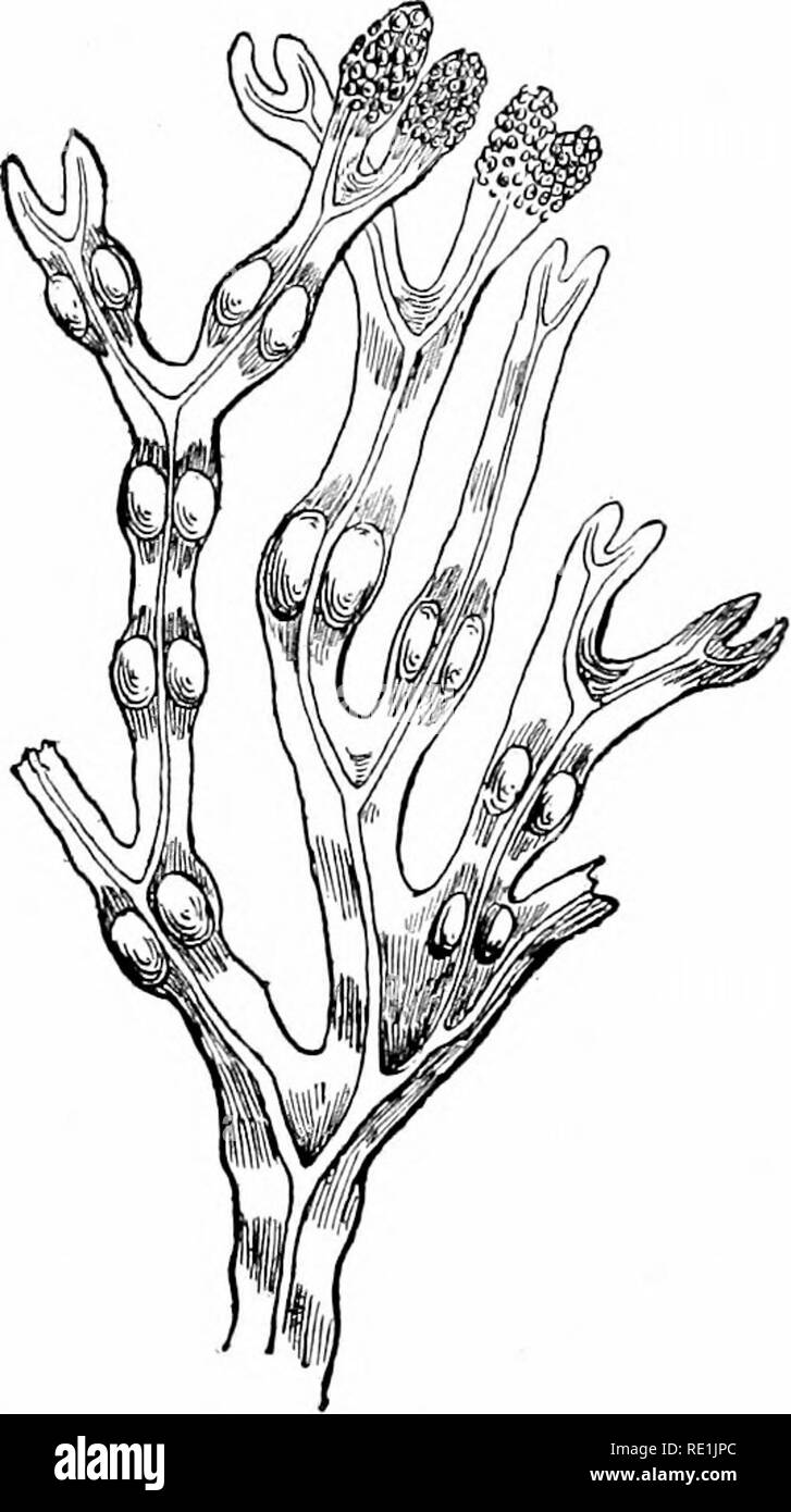 Plant studies; an elementary botany. Botany. THE GKEAT GROUPS OF ALG.E 251  feet long, whose stalk develops root-like holdfasts (Fig. 218). The largest  body is developed by an Antarctic Laminaria form,