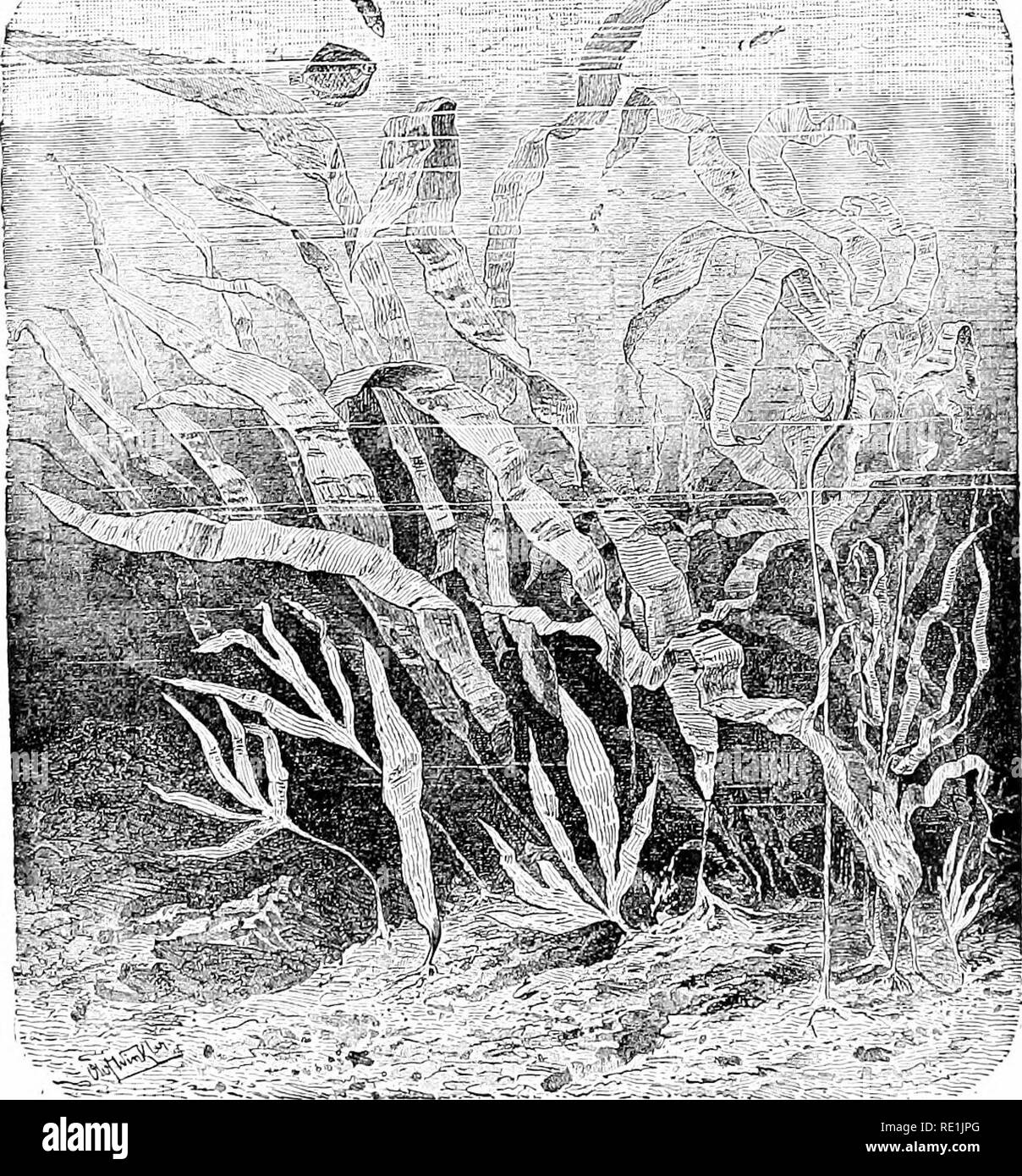 Plant studies; an elementary botany. Botany. Fig. 218. A group of brown  seaweeds (Laminarias). Note the various habits of the plant body with its  leaf-like thallus and root-like holdfasts.—After Kerneb,. Please
