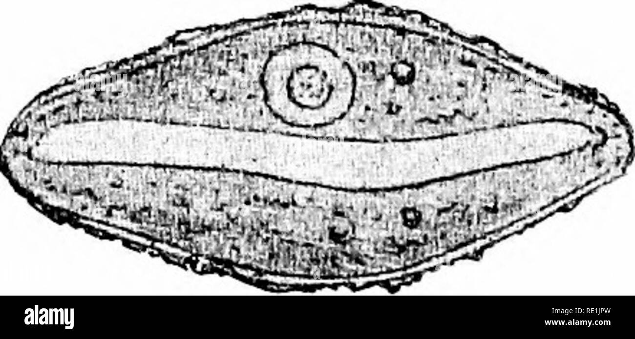 . The British freshwater Rhizopoda and Heliozoa. Rhizopoda; Heliozoa; Freshwater animals. Figs. 168 and l(i9. âParmulina cijatlms. Fig, 1(38, side view. Fig. 169, oral view. â /. 750. (After Penard.) 650. Test small, composed of a tliick, homogeneous, chitinous, flexible membrane; ovoid in face view, semicircular in side view; transverse section ovoid with incurved lip ; the outer surface thicklj covered with extraneous particles; aperture appearing as a long parallel slit when the test is folded together, but elliptical or circular when the test is expanded; plasma Amoeba-like, colourless, gr Stock Photo