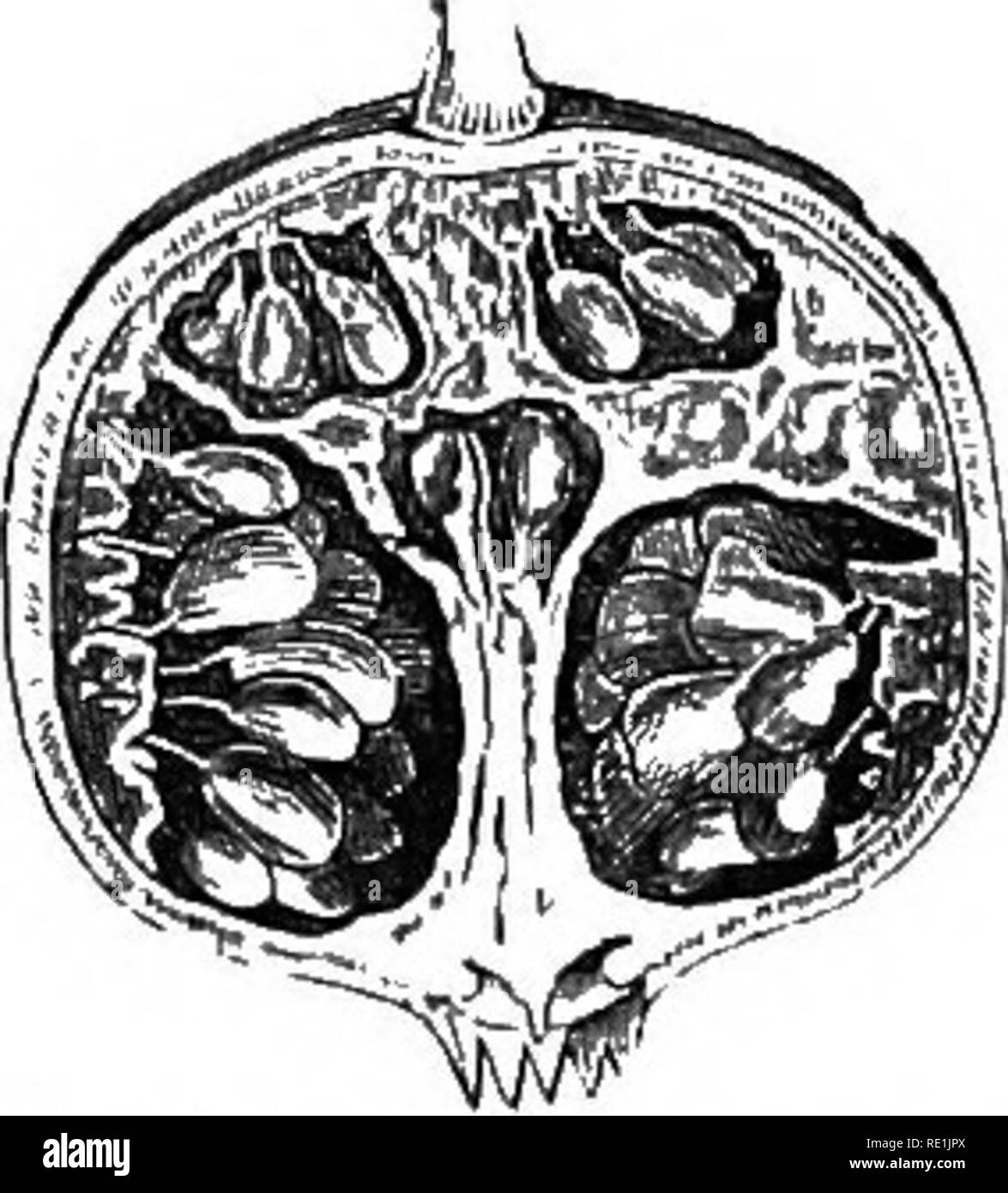 Fleshy hesperidium hires stock photography and images Alamy