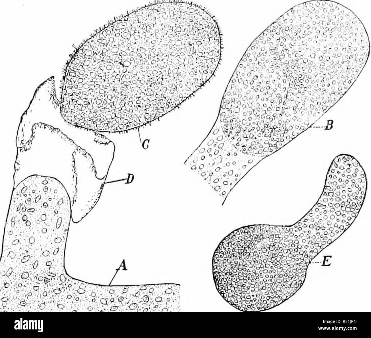 . Plant studies; an elementary botany. Botany. 242 PLANT STUDIES in rivers and lakes (Fig. 207). The cells are long and densely crowded with chloroplasts ; and in certain cells at the tips of branches large numbers of zoospores are formed, which have two cilia at the pointed end, and hence are said to be biciliate. 166. Vaucheria.—This is one of the most common of the Green Algse, found in felt-like masses of coarse filaments in shallow water and on muddy banks, and often called &quot; green j^jfflSSSs.. Fig. 208. Vaucheria geminata, a Siphon form, showing a portion of the ccenocytic body (A)  Stock Photo