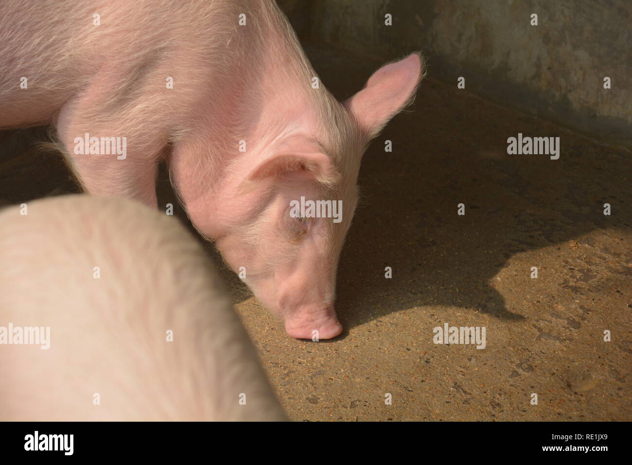 Close up of some white color domesticated piggy, piglets ( sus scrofa domesticus ), large white yorkshire pigs with closed eyes smelling something Stock Photo