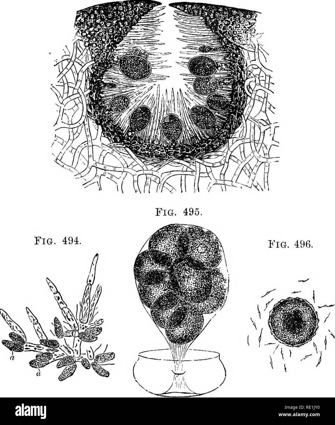 . A manual of botany. Botany. MOEPHOLOGY OF BEPRODUCTIVE ORGANS 229 contains no differentiated oosphere. It is a unioelMar or multi- cellular structure known as a procarp (fig. 498), and consists Fig. 493.. Fig. 496. ^ (V-^^ Fig. 493. Vertical section of a female conceptacle of Fitcus vesiculostis contairuug oogonia and paraphyses. After Thnret. Fig. 494. Antheridia, a, a, on the branched hairs of the male conceptacle. After Thnret. Fig. 495. Oogonium with the oospheres fnlly differen- tiated and disengaging themselves from their coverings. After Thnret. Fig, 496. An oosphere surrounded by a n Stock Photo